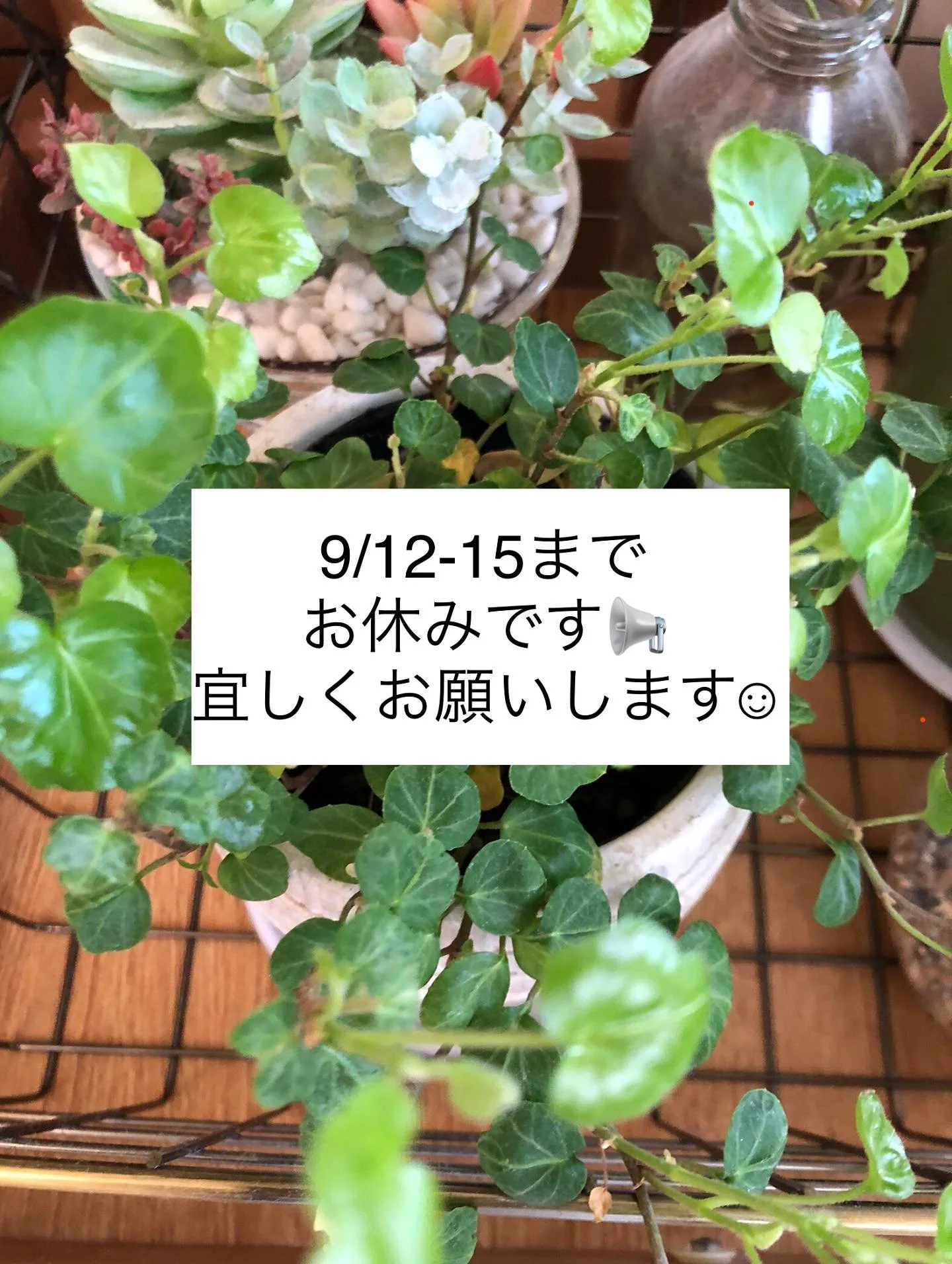 こんにちは！
9月のお休みのお知らせです。

まだまだ暑いですが、夏の疲れも出てくる頃ですので、無理せず休息にご利用ください☺︎

#蓮田
#蓮田市
#蓮田駅
#鍼灸
#針灸院
#整体院
#個人店
#プライベートサロン
#完全予約制
#駐車スペース有り
#整体針灸院のん
#整体はりきゅう院のん
#9月のお知らせ
#夏休み