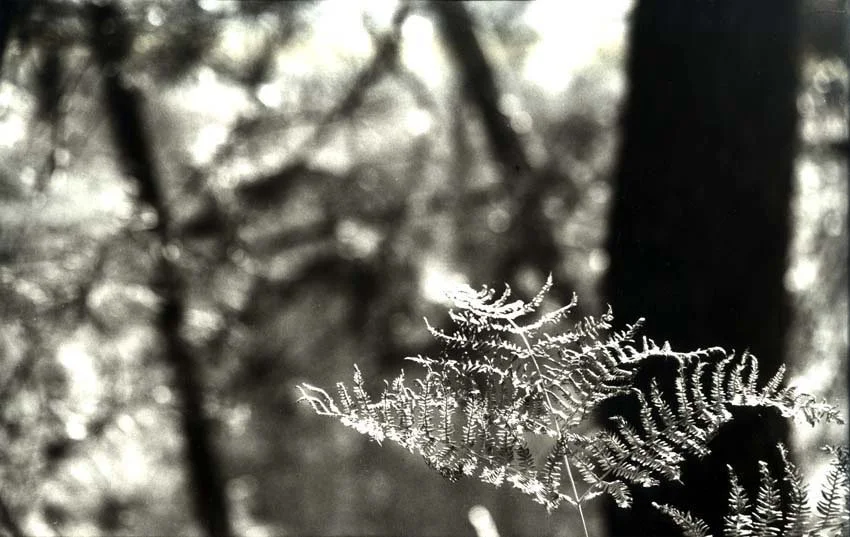 Trees-BlackWhite_christiana-fineart.com-02.jpg