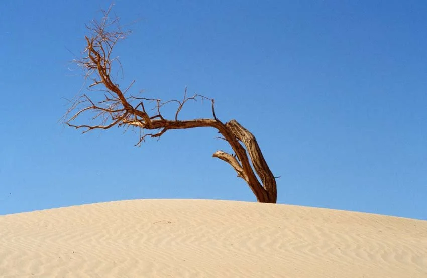 christiana-fineart.com_Dune9.jpg