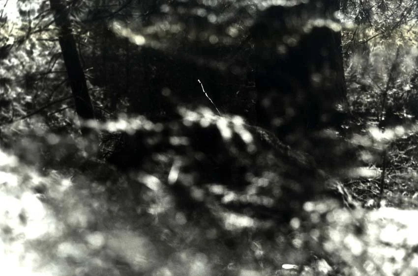 Trees-BlackWhite_christiana-fineart.com-01.jpg
