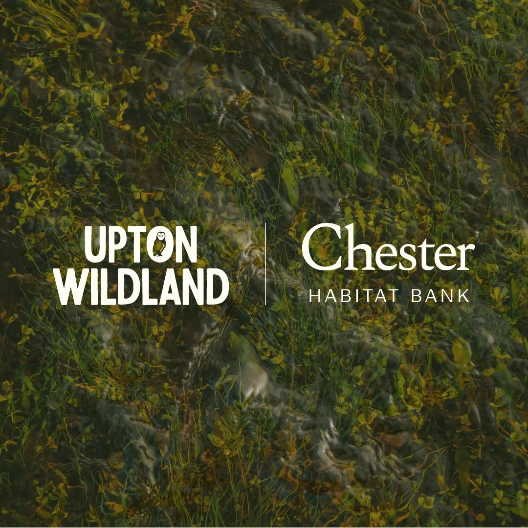 upton wildland rewilding project logo design