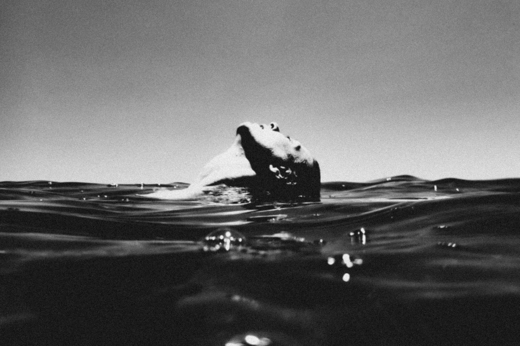 paradox underwater - yannis rousounelos -29.jpg