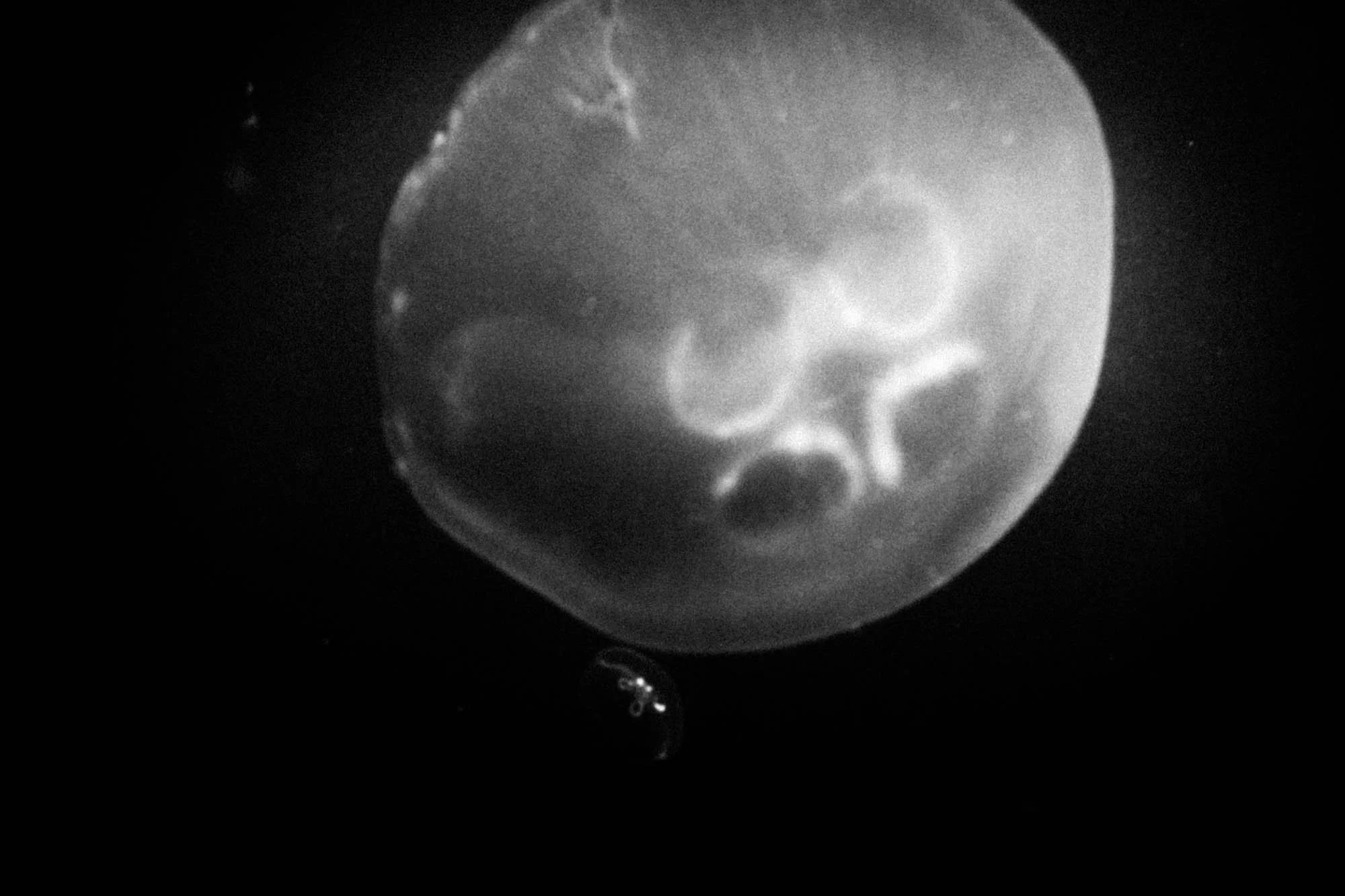 after life_underwater_rousounelos_47.jpg