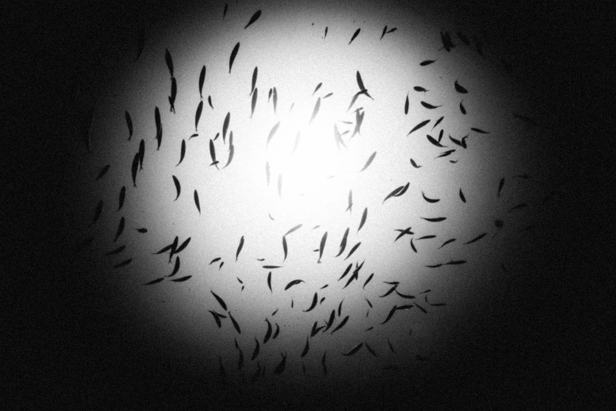 after life_underwater_rousounelos25.jpg