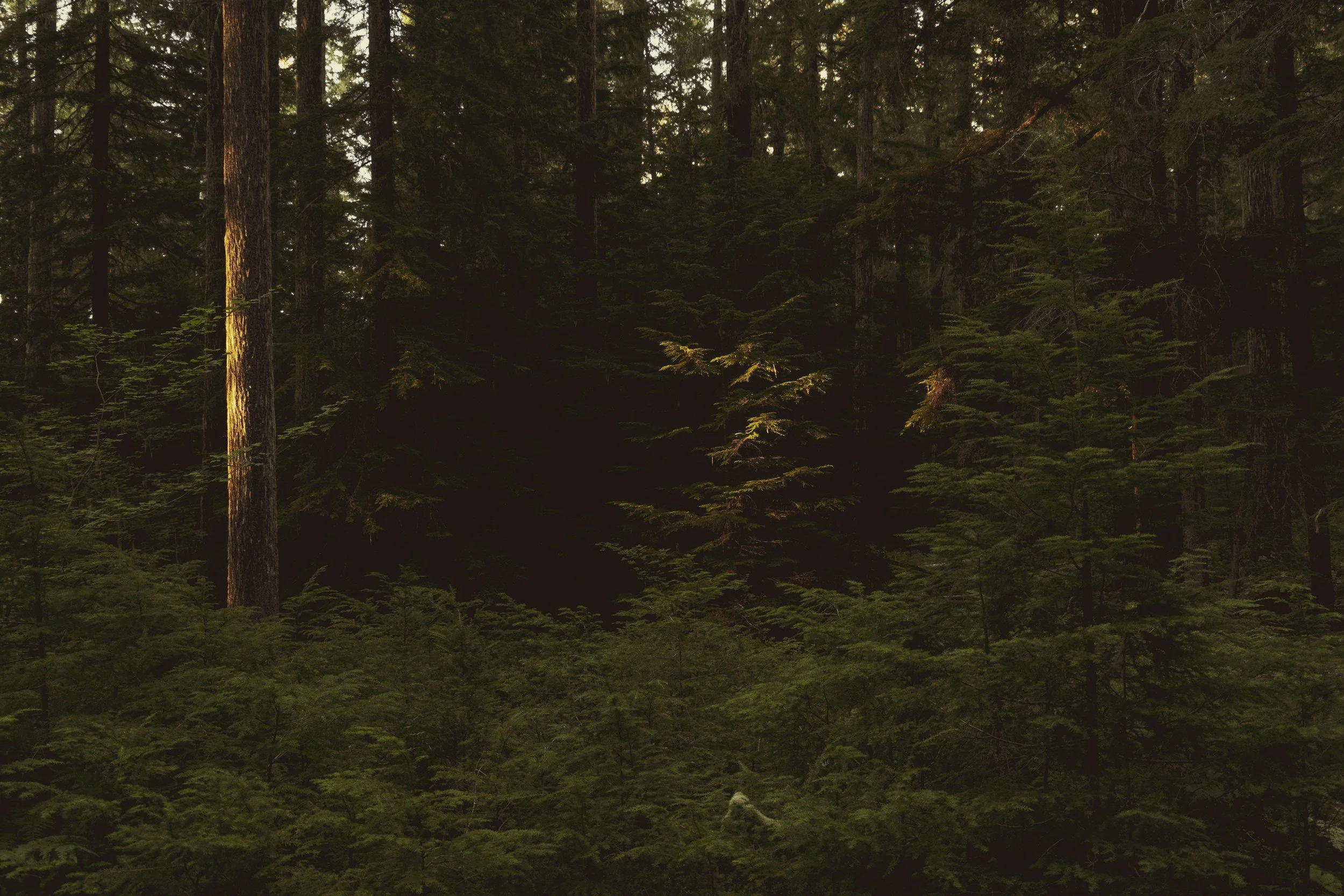 forest with one tree glowing from the sun
