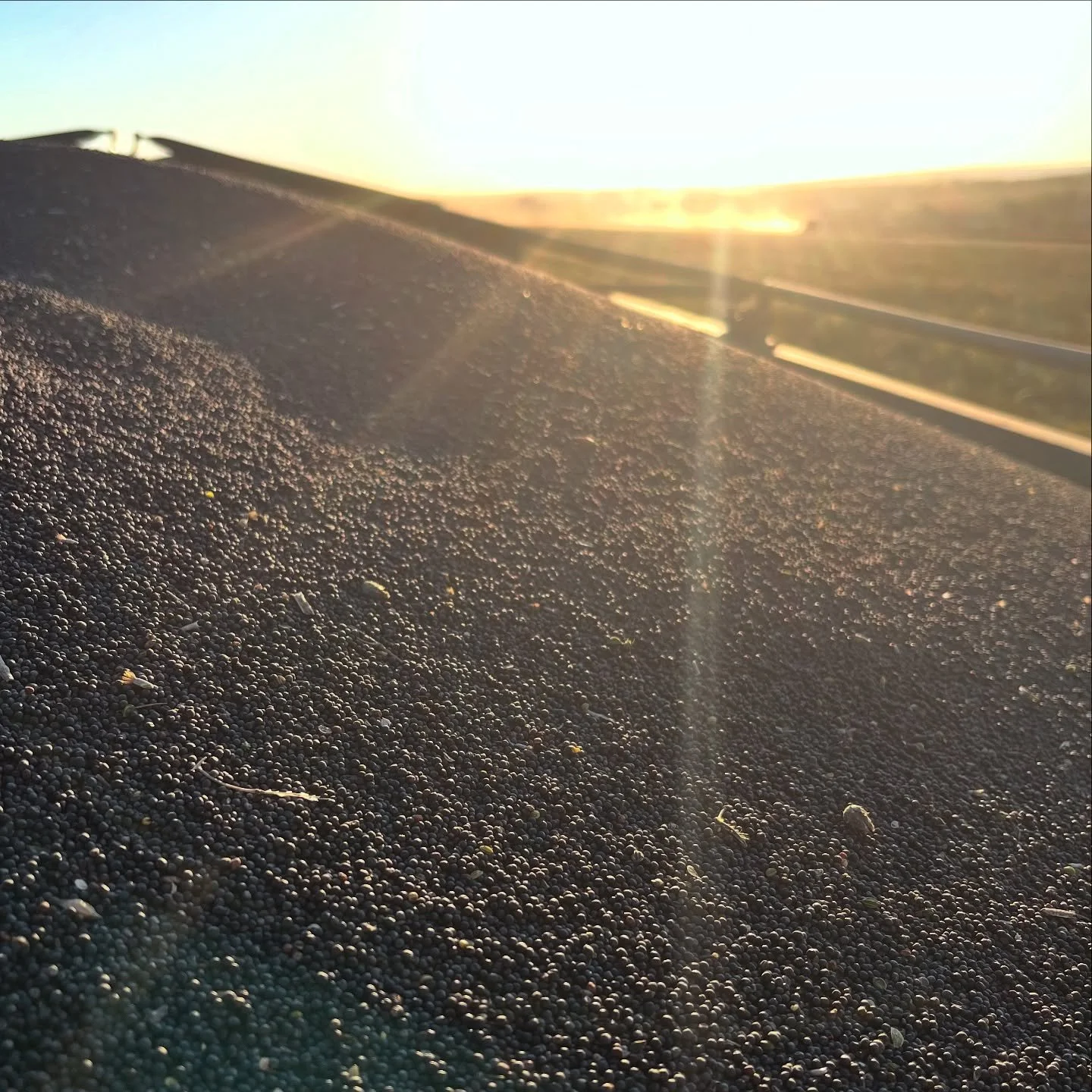 Durch das Wetter alles ein bisschen durcheinander. Aber jetzt geht&rsquo;s dem letzten Bisschen Raps an den Kragen. #ernte2025 #ernte #raps #landwirt #landwirtschaft #agrar