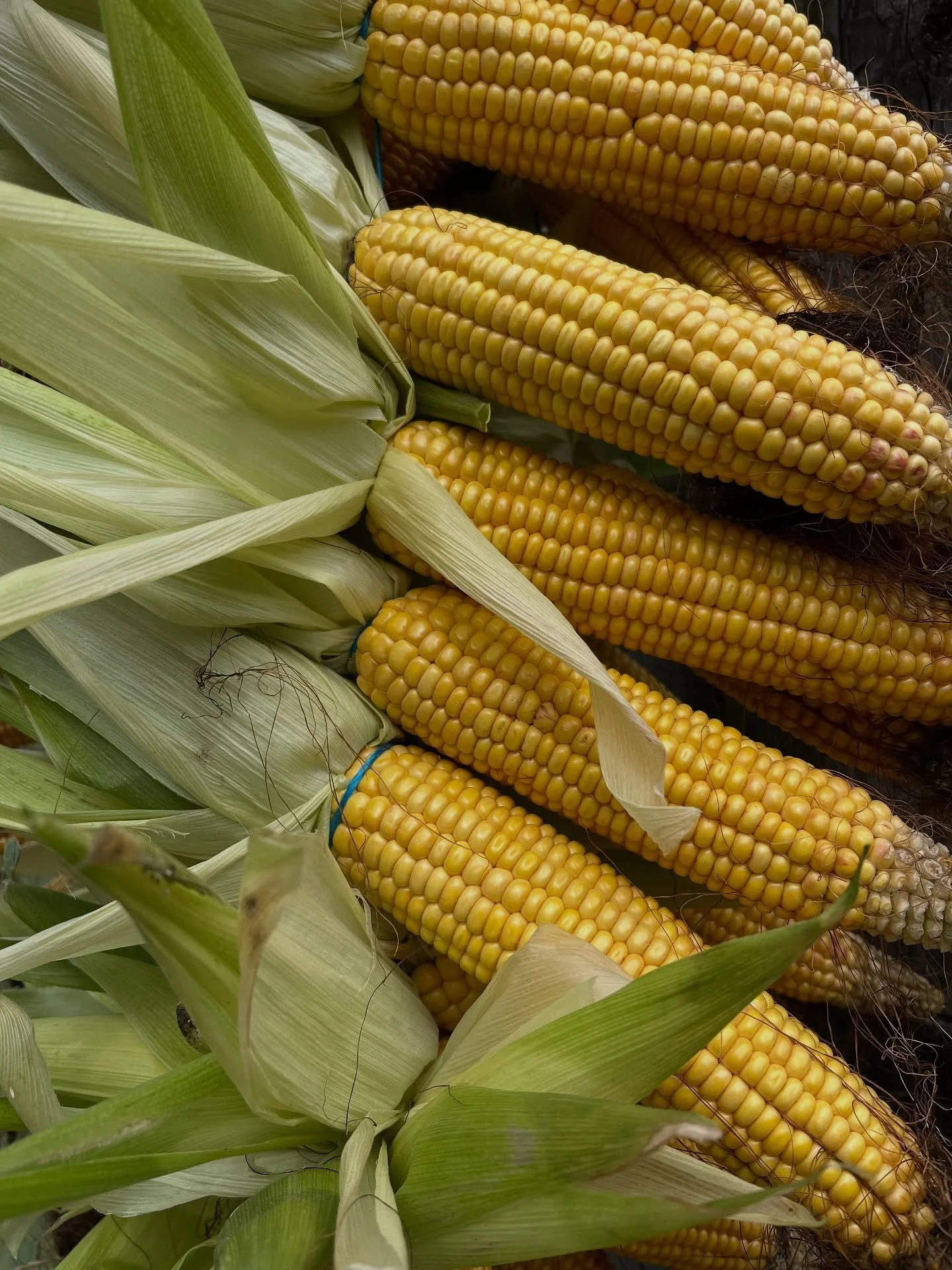 Bald ist es soweit. In 2 Wochen gehts dem Mais an den Kragen. #landwirt #landwirtschaft #mais #ernte2025 #herbst #agrar