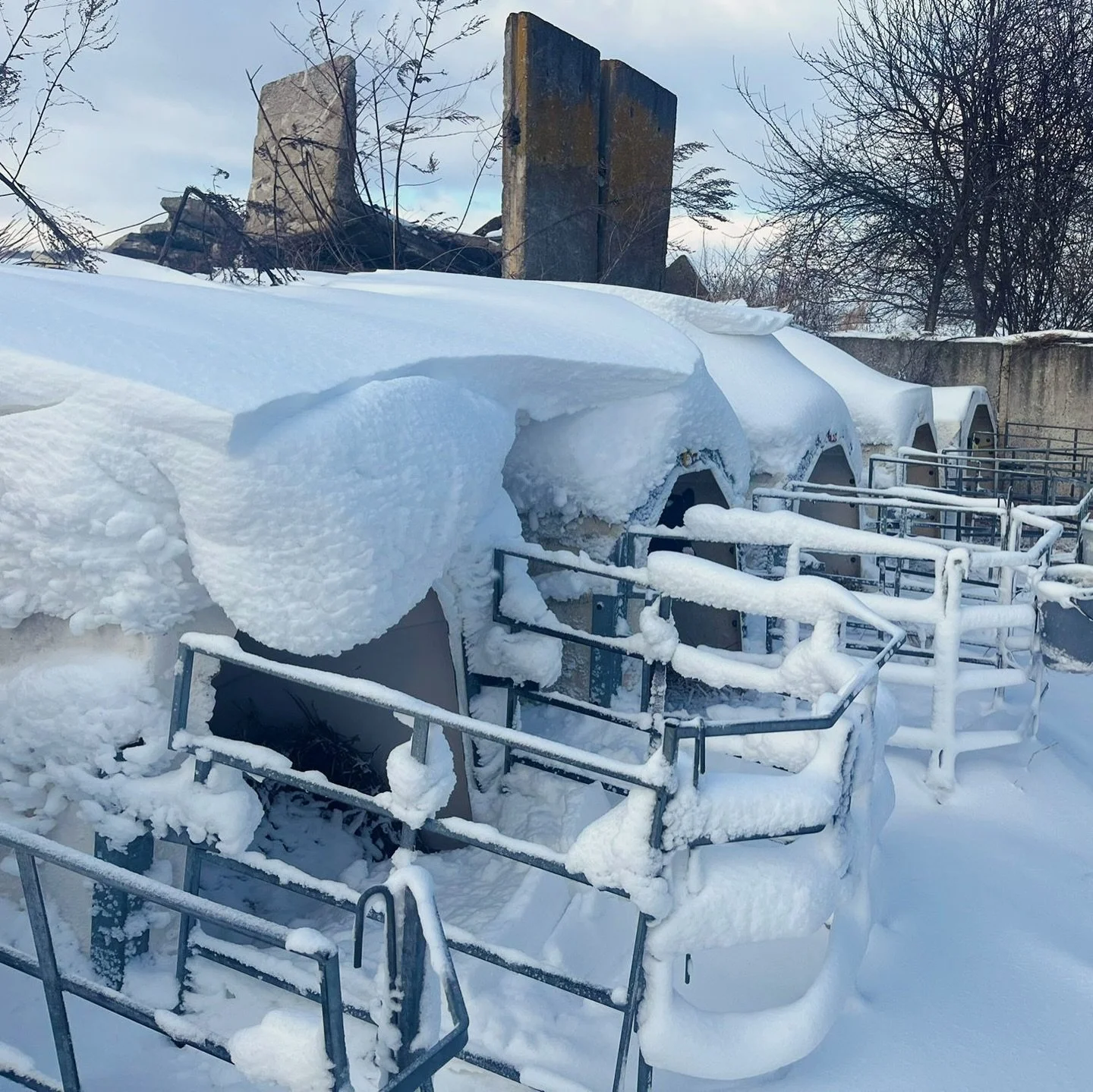 Die Bezeichnung Iglu passt sehr gut bei dem Wetter! Eingeschneit haben es die K&auml;lbchen gem&uuml;tlich. 💚#agrar #winter #kalb #k&auml;lber #rinder