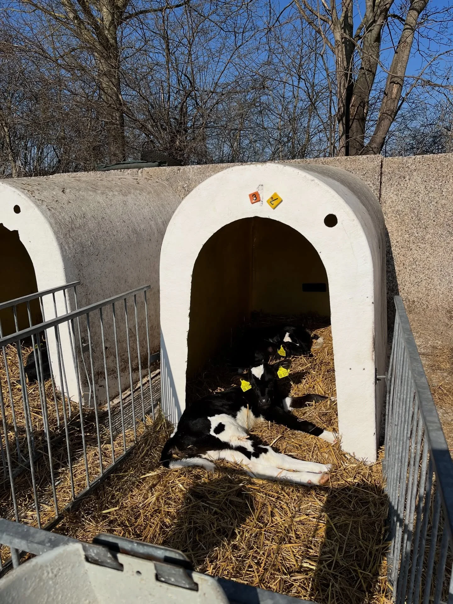Auch unsere K&auml;lbchen genie&szlig;en die Sonne in vollen Z&uuml;gen.