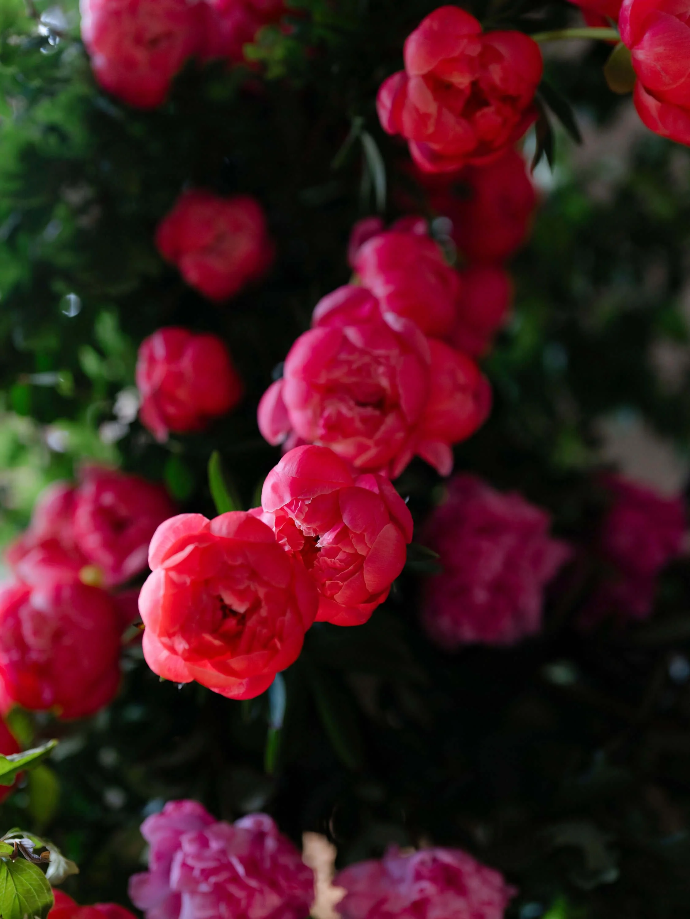 59-ShootingMeridon-ZephyrKokPhotography.jpg