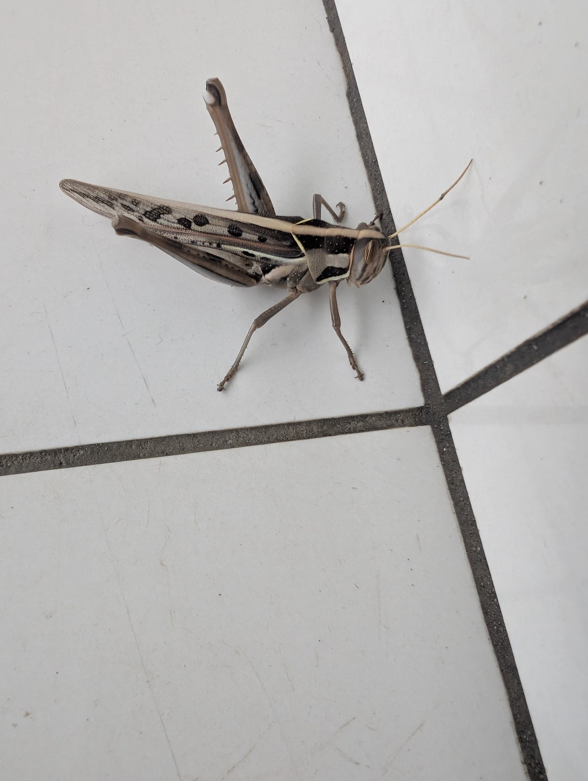 processed_PXL_20250316_052606486.MP.jpg