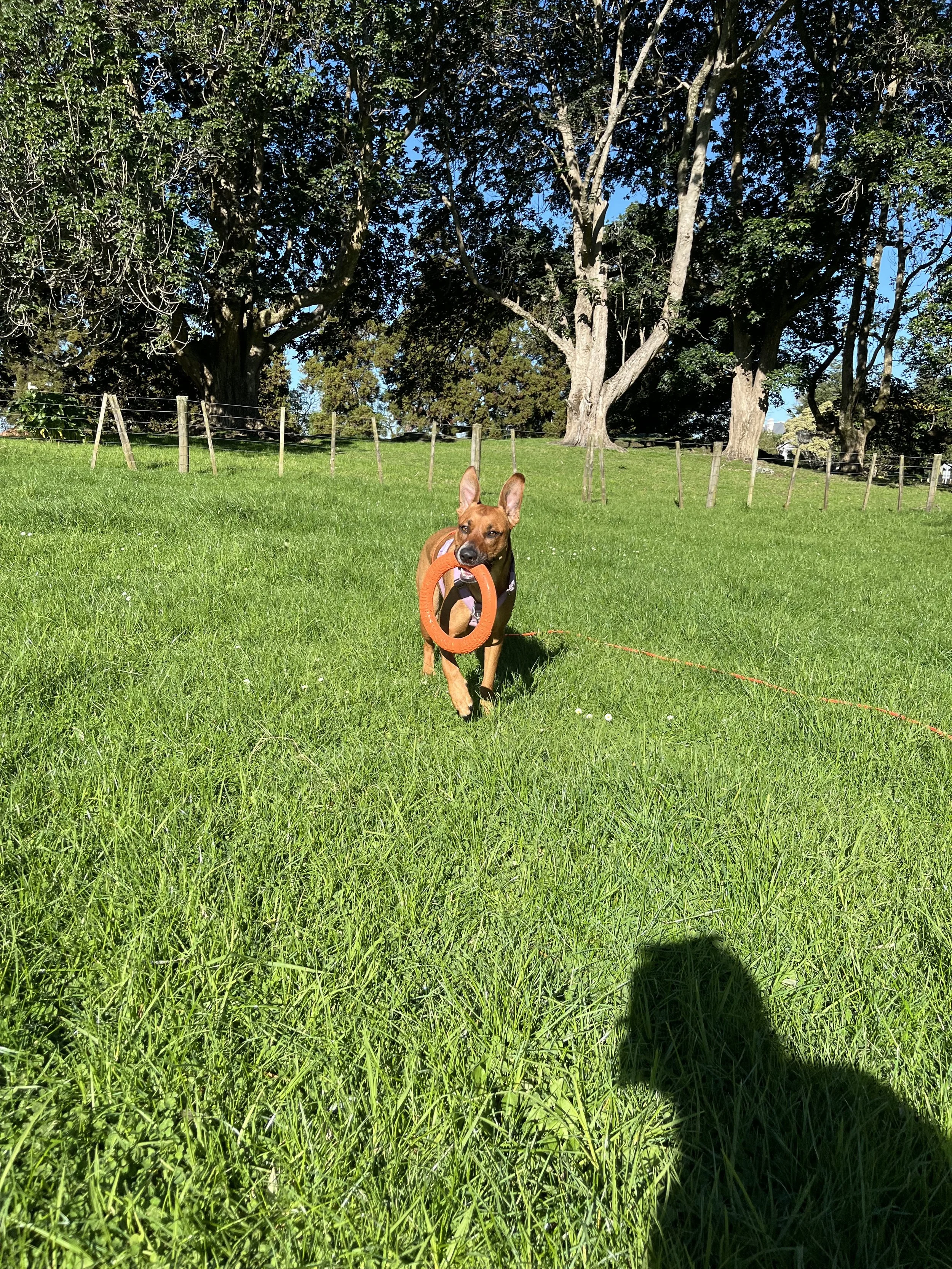 Dog Training