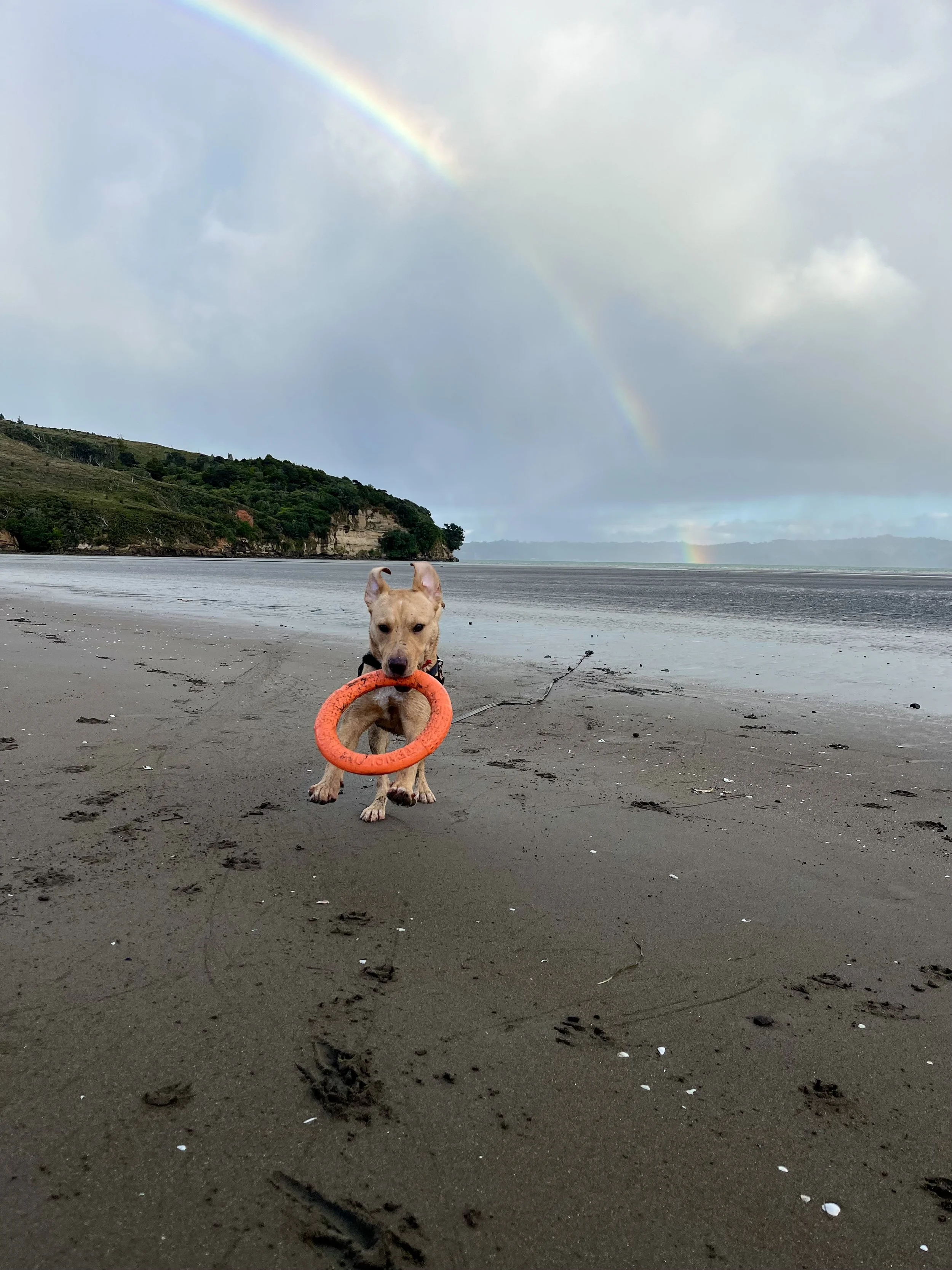 Dog Walking West Auckland