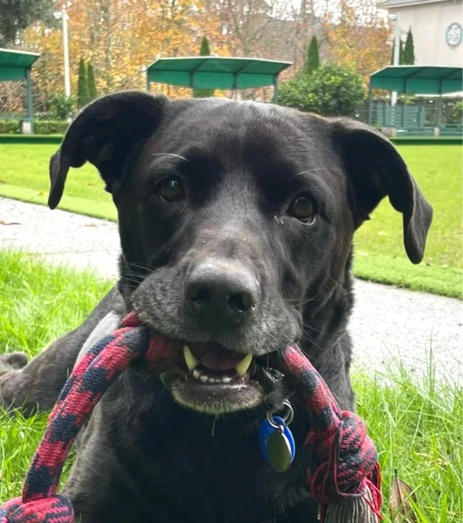 Screenshot 2025-07-01 at 10.11.44 AM.jpg