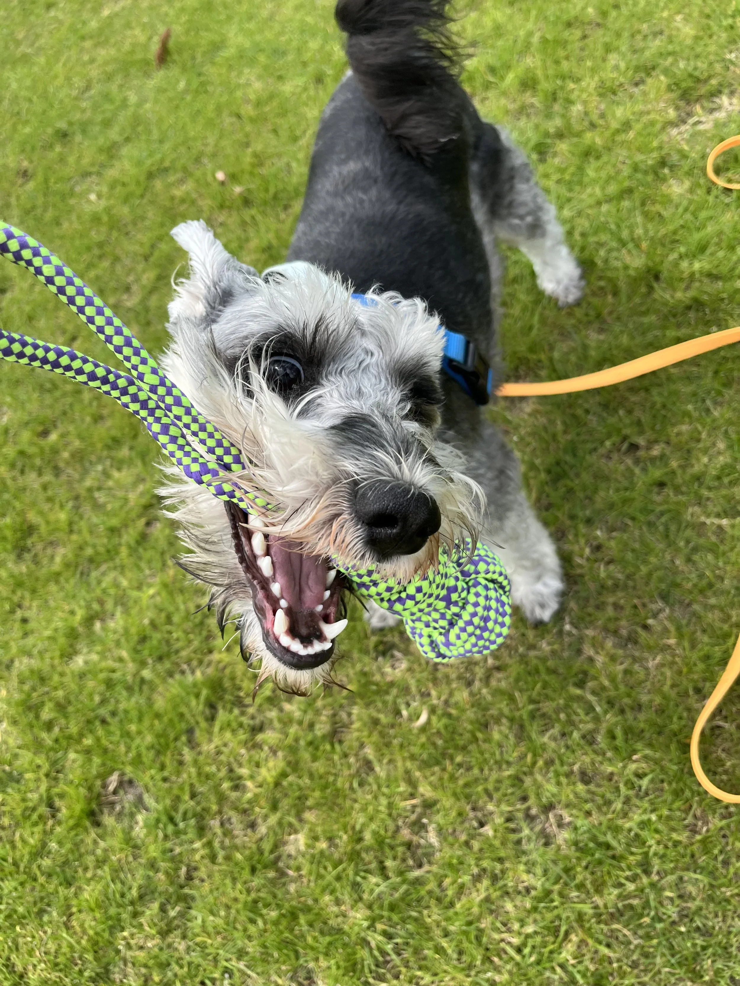 Dog Training Auckland