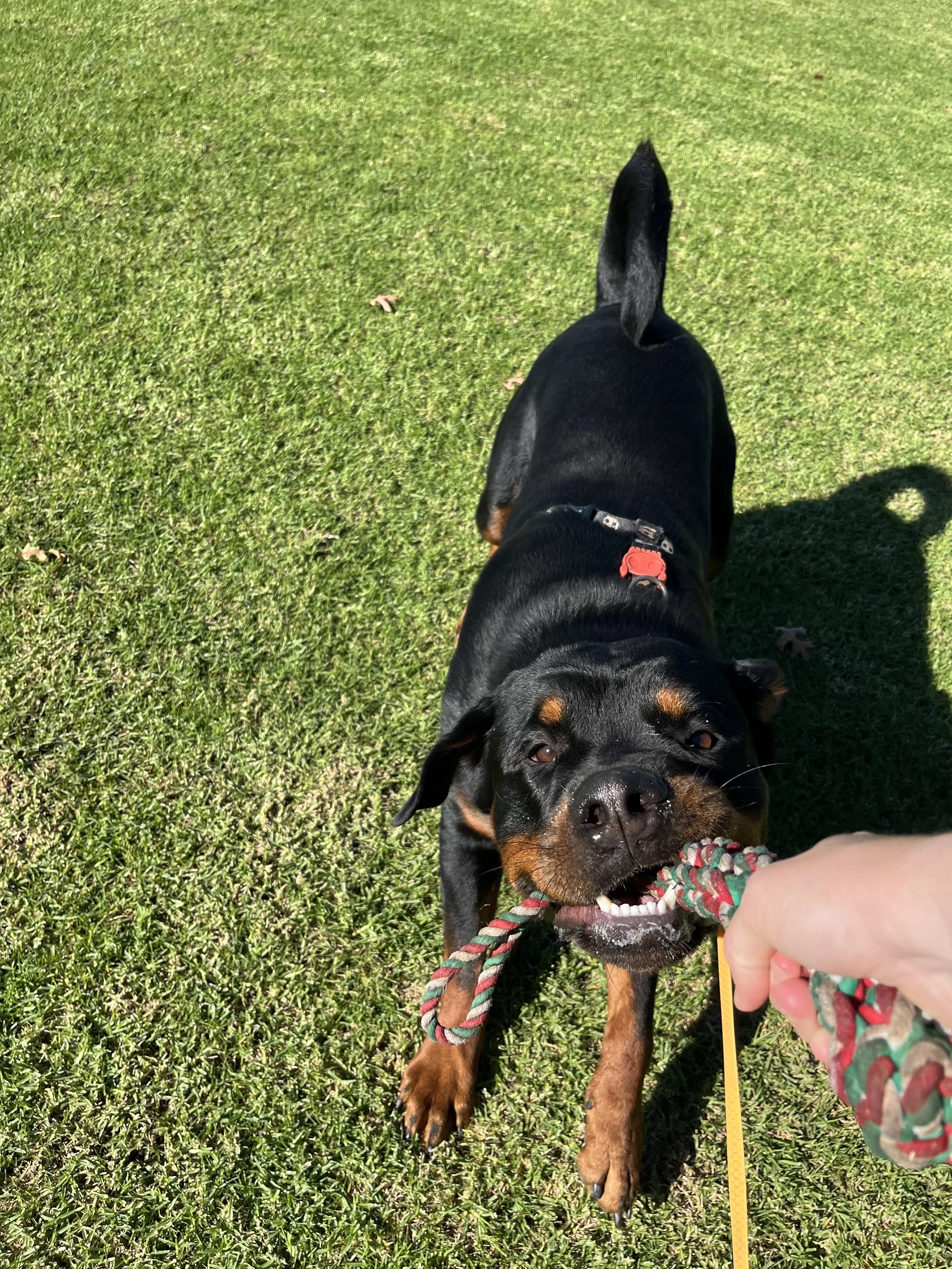 Dog Walking Auckland