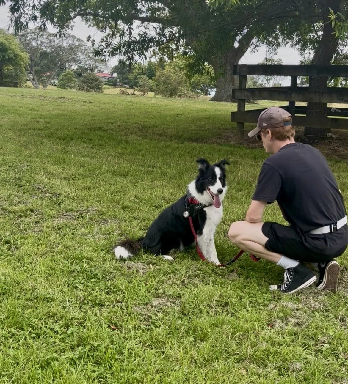 Dog Trainer Central Auckland