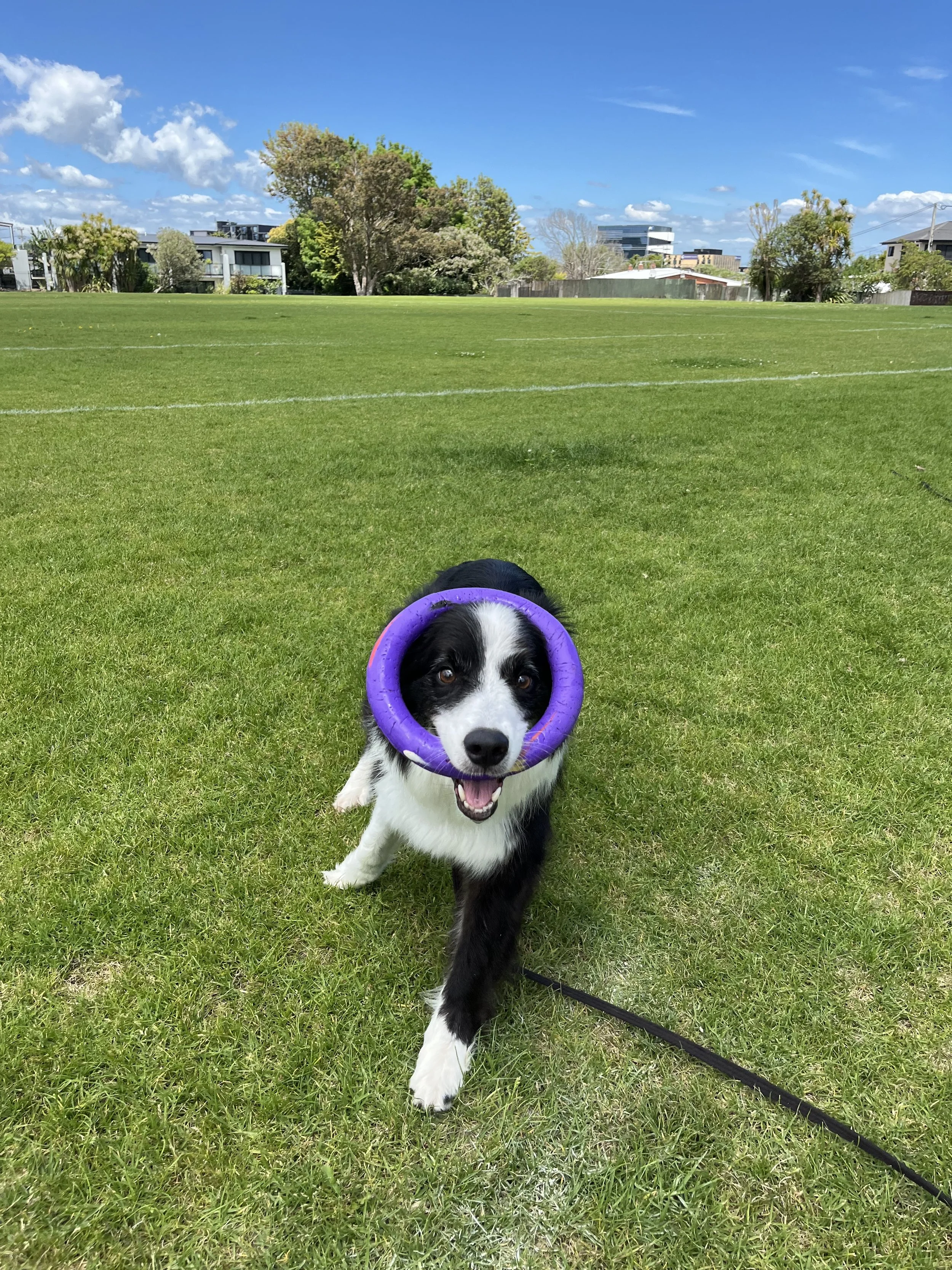 Dog Walking Auckland