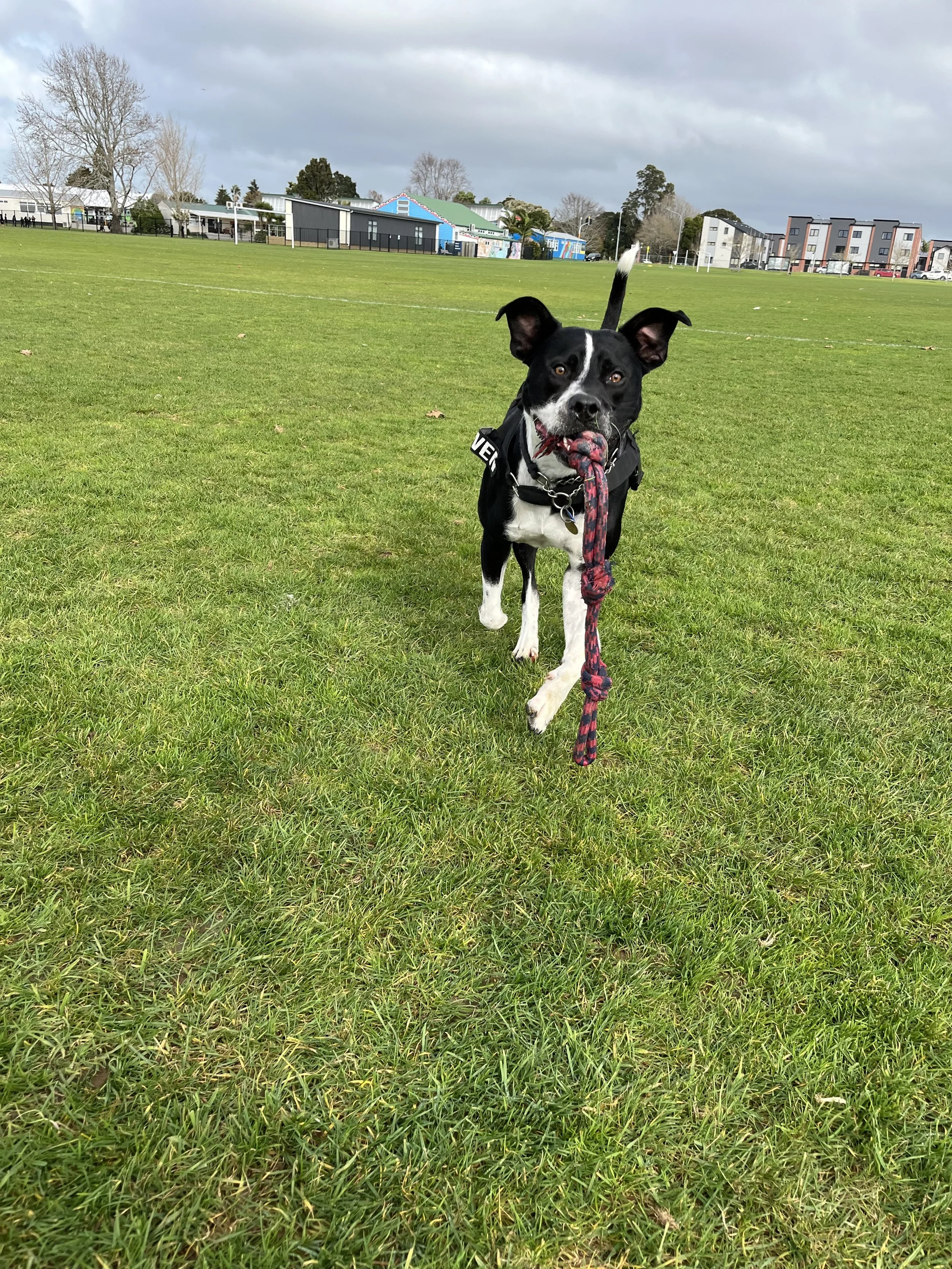 Dog Walking Auckland