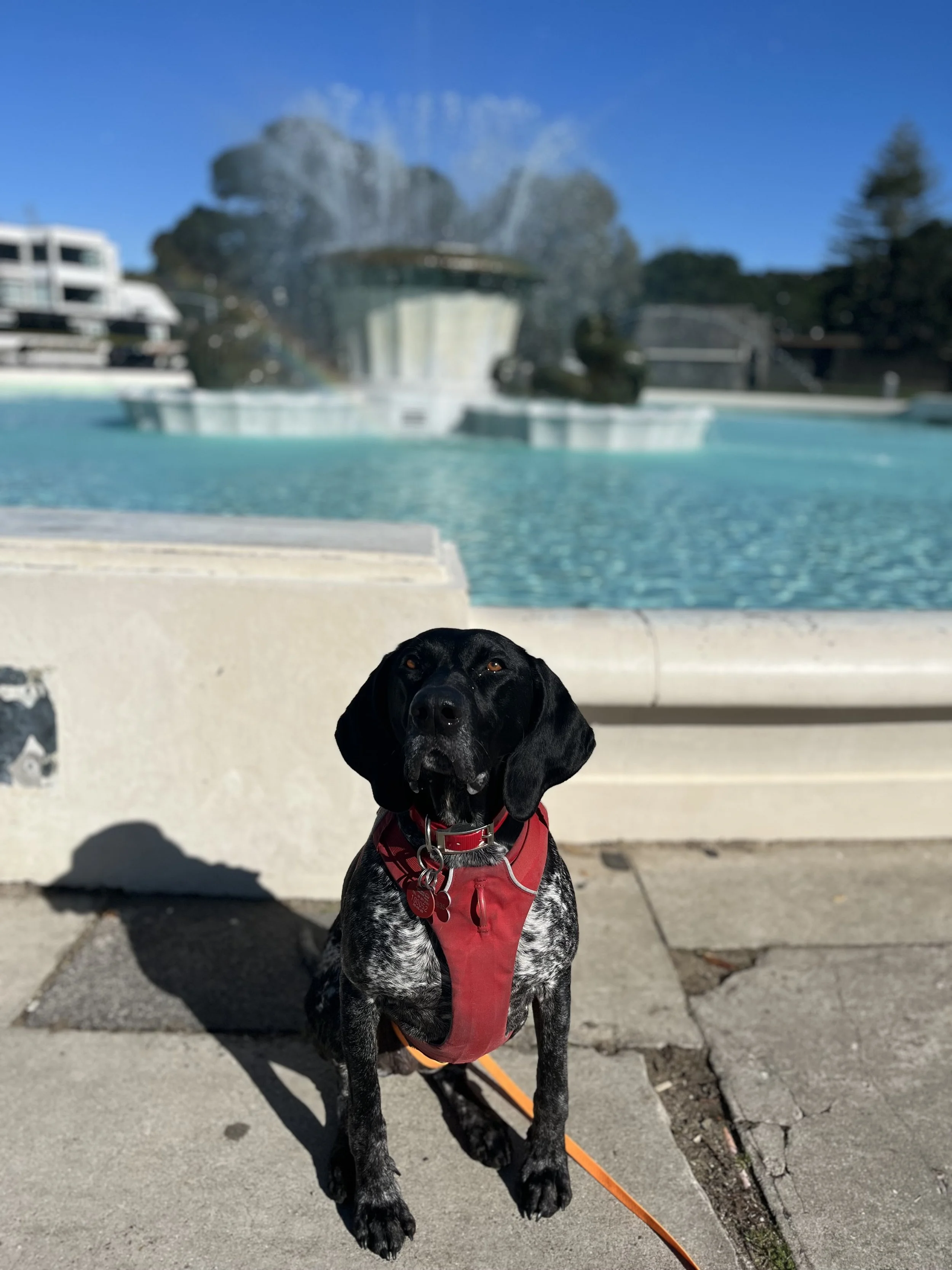 Puppy Classes Auckland