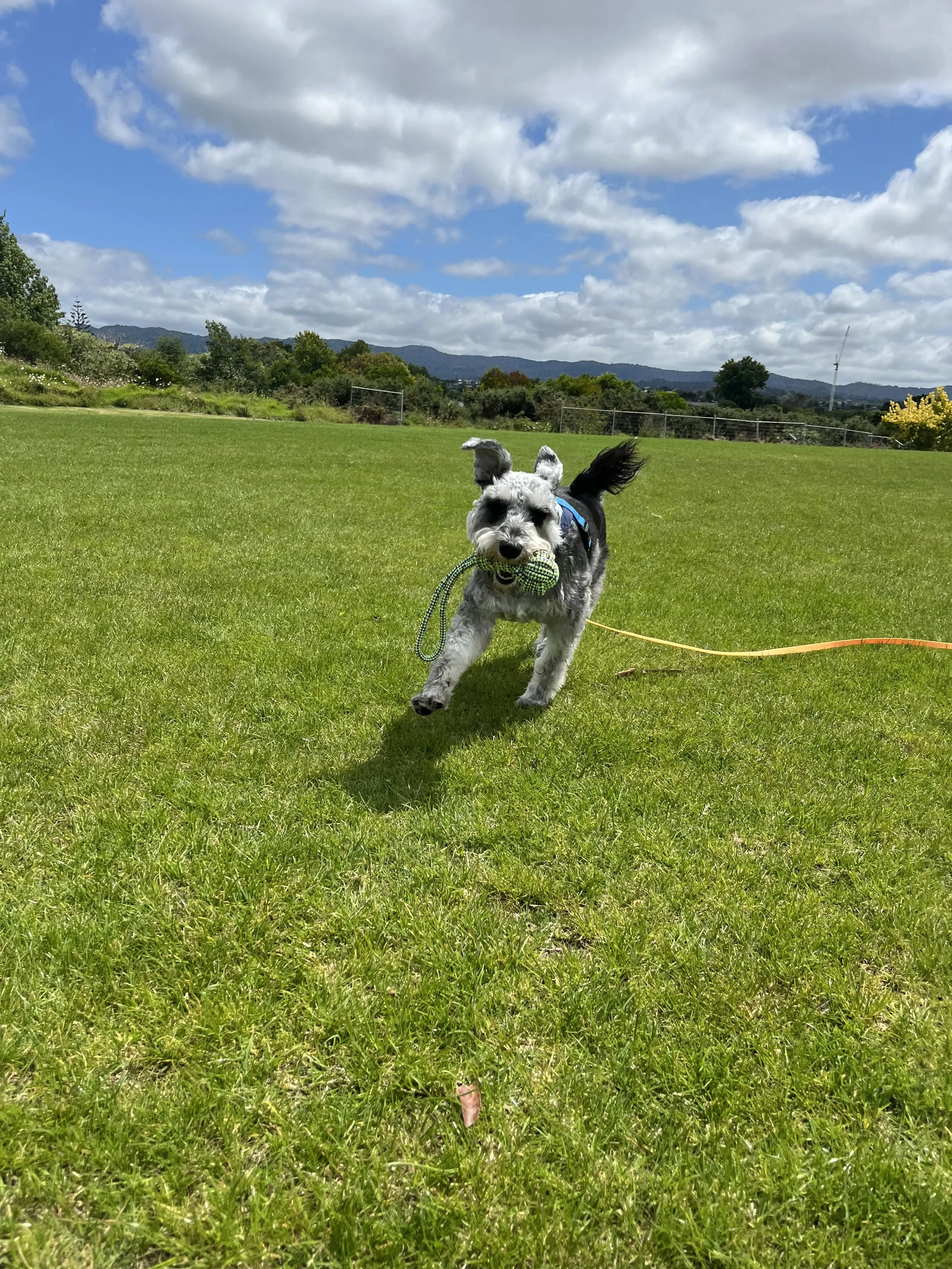 Dog Walker Central Auckland