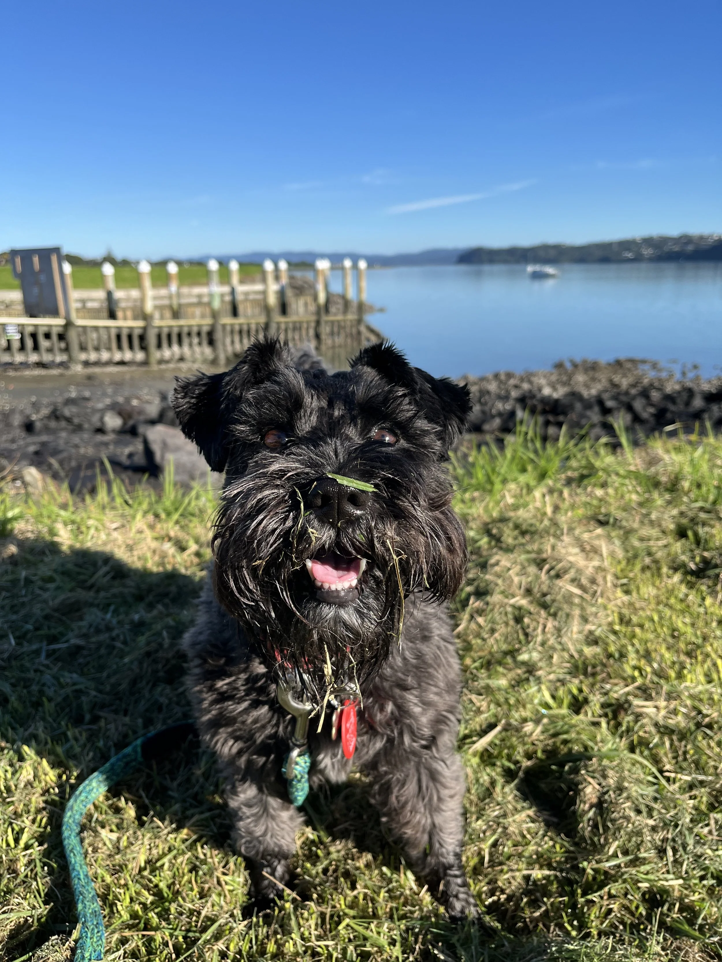 Dog Trainer Auckland