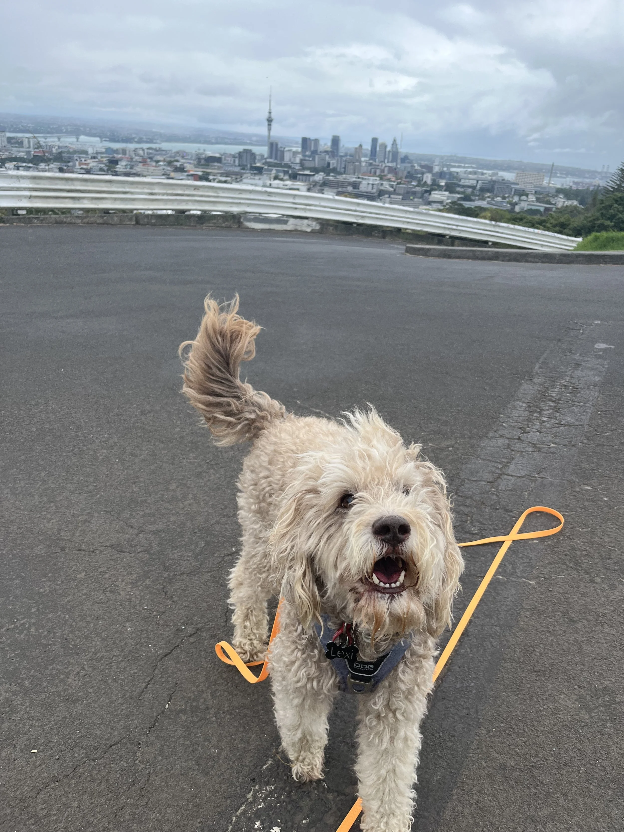 Dog Walking Central Auckland