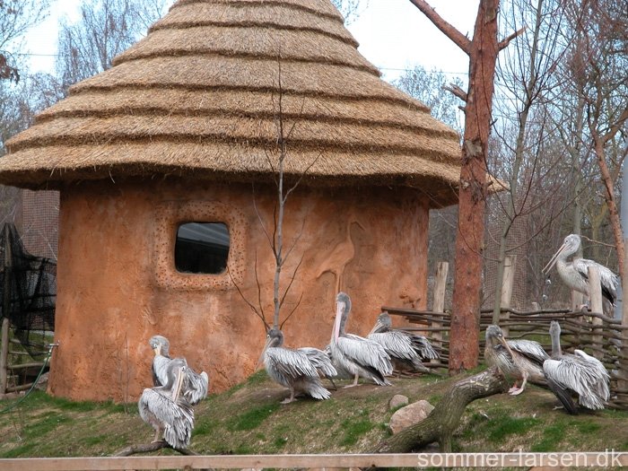 Design-Odense-Zoo-Themeing-Voliere-Sommer-Larsen.jpg
