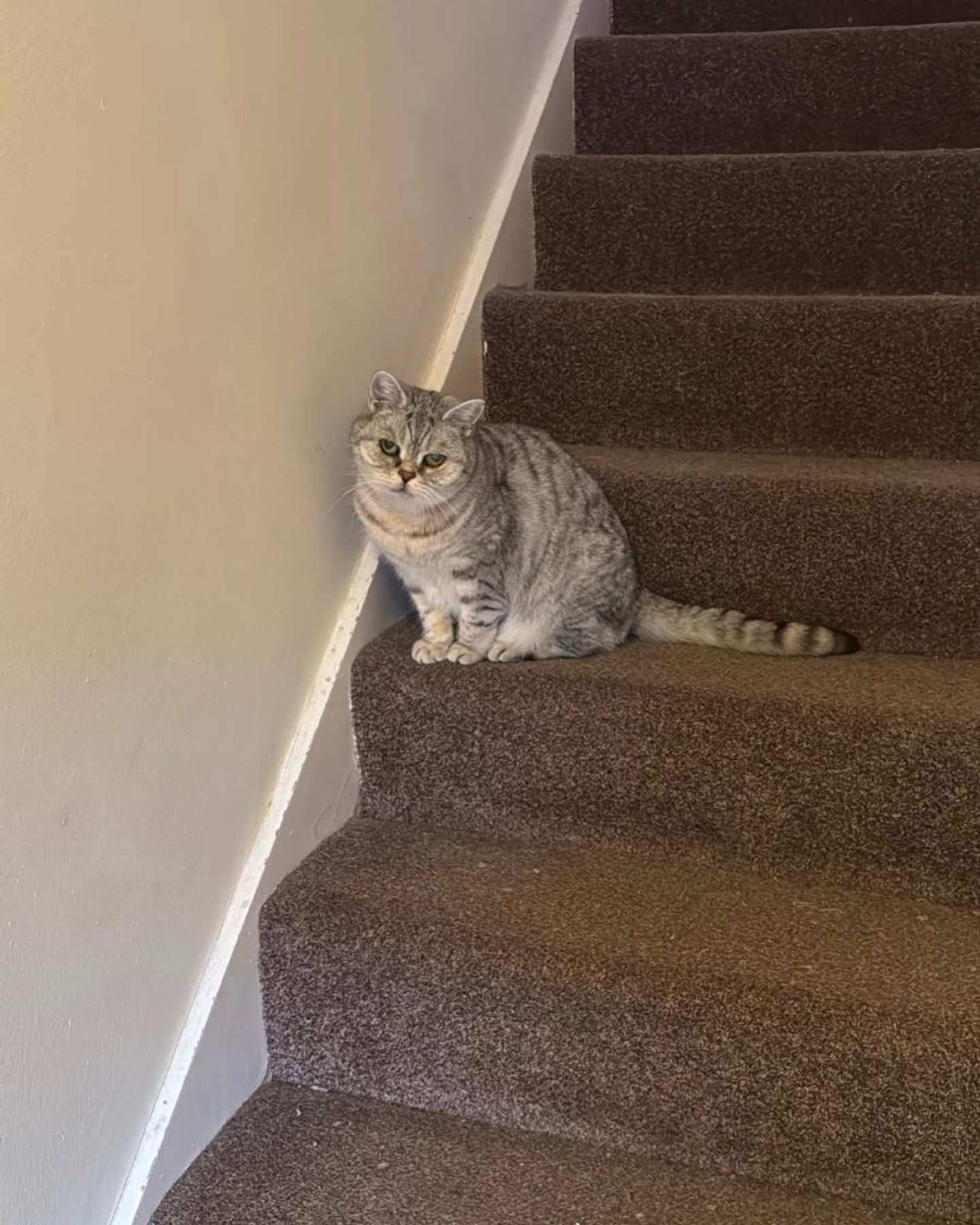 I had the privilege to look after little Bacon over the Christmas period. He was nervous to start but soon warmed up to the company especially when treats were involved! 🥓🐈
