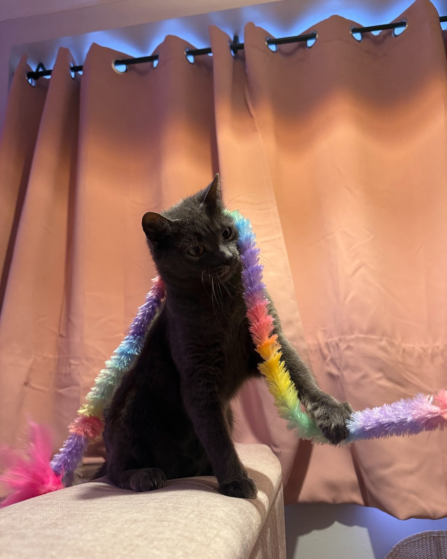 This level of cute should be illegal. Good thing we don&rsquo;t follow the rules.
#PurrfectlyReckless #ClassyTroublemakers #aristocatslife