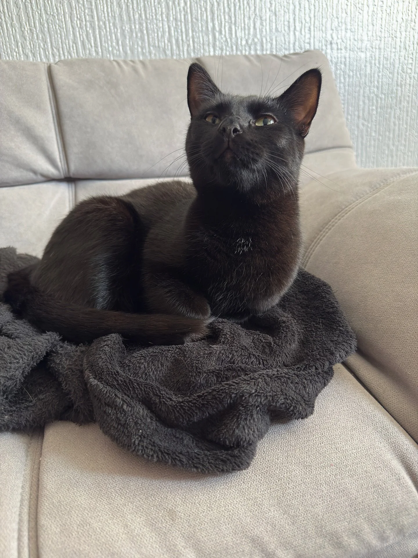 Meet Shadow (and Achilles but he was too shy for a picture!) 
Shadow was the sweetest boy whilst his mum and dad went away for a few days, he always met me at the door on arrival and enjoyed sitting on the sofa for cuddles 🥰 

Even though I didn&rsq