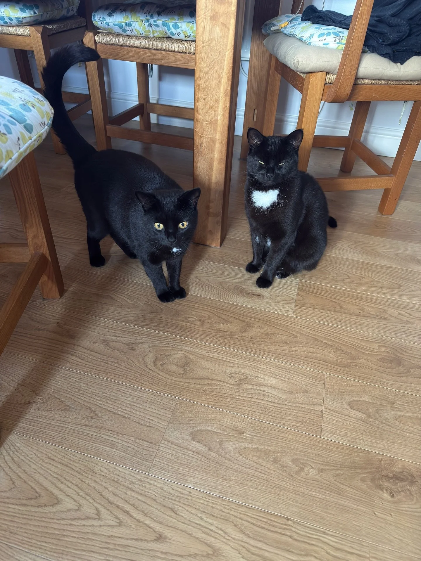 Meet Harley and Quinn! 

I used to cat sit for these beautiful boys before my business started through cat in a flat. 
Quinn used to run away and was so shy, however, with these visits he got more used to me and even came to meet me at the door with 