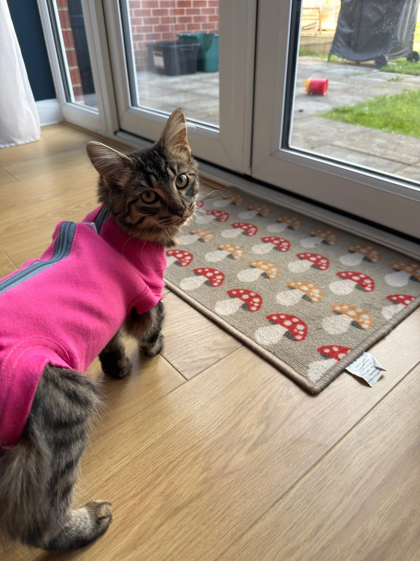 A few weeks ago I got to spend more time with the adorable Lilo. Our 45 minute visit was very different to before due to being spayed and having to stay quiet and relaxed to recover (no more jumping for the feather in the garden!) 

🐱 Important Fact