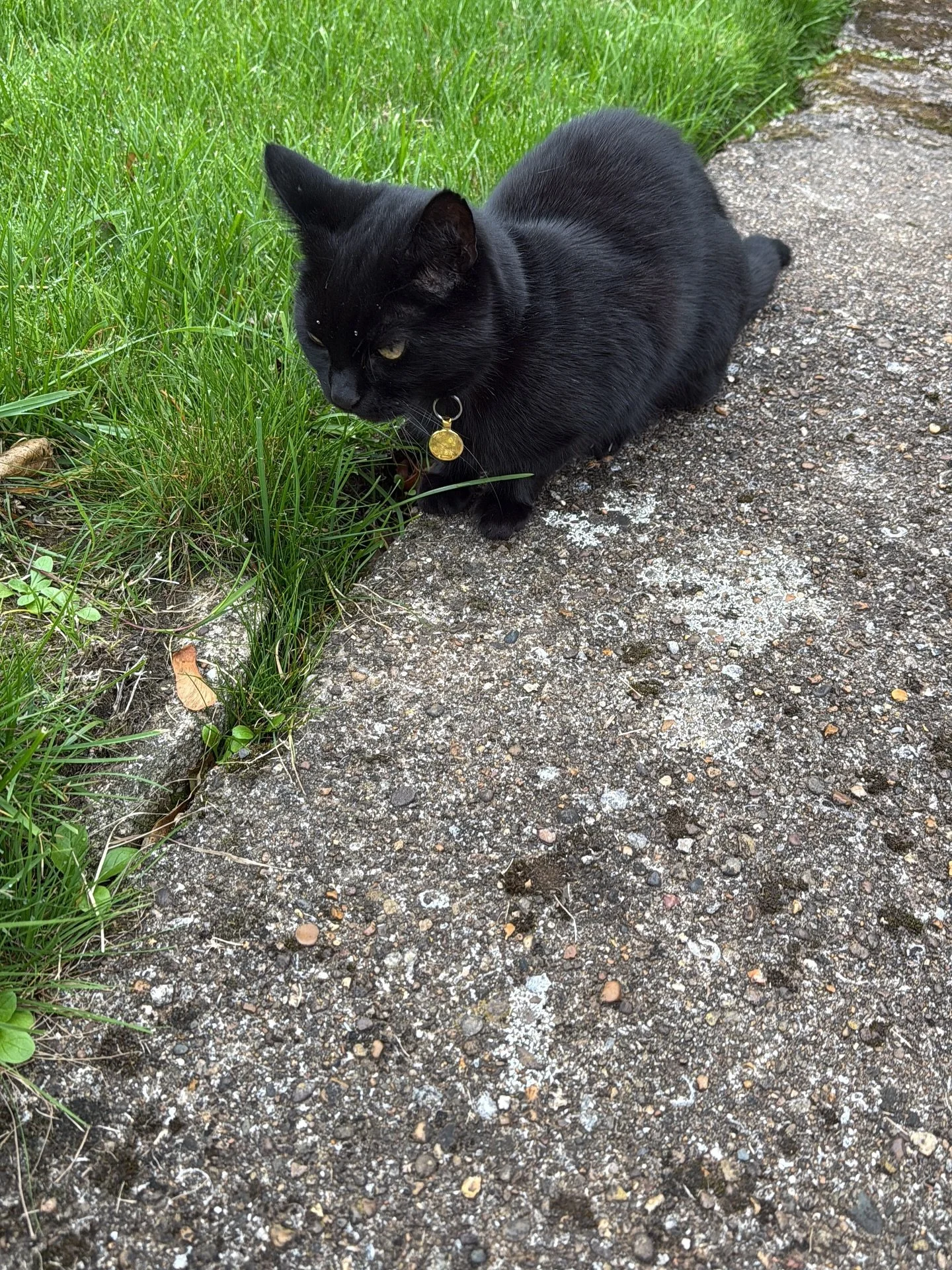 I had the absolute pleasure of looking after little Alfie for three weeks whilst her parents had an amazing trip away! 

Alfie is a very relaxed little girl who loves to pace around me and have lots of cuddles.

Our days consisted of breakfast, cuddl