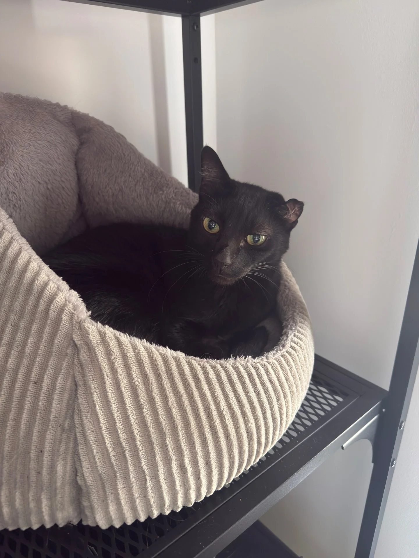 Meet Mickey, Mouse and Moxy! 🐈&zwj;⬛ 

I was so blessed to spend a few weeks with these three gorgeous boys. 
Moxy (black and white) was very shy at first but over time I gained his trust and was able to give him so smooths. It&rsquo;s such a lovely