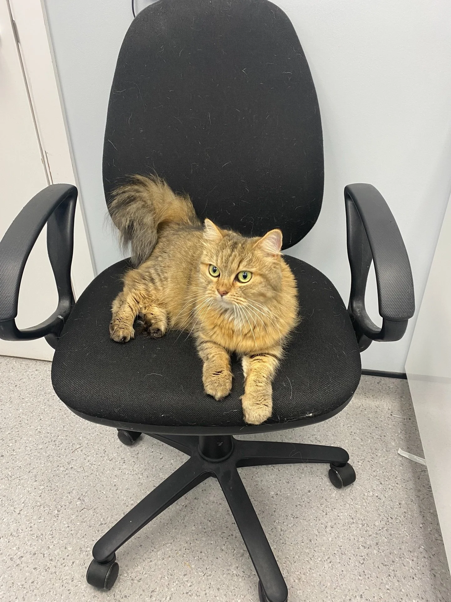 Meet my cats 3/4 - this is my beautiful Daisy who is a Persian. 🐈
She&rsquo;s very quiet and loves her own time but will let you know if she wants attention! 
She can be very vocal at times 😅

#catsitting #catsitter #catsit