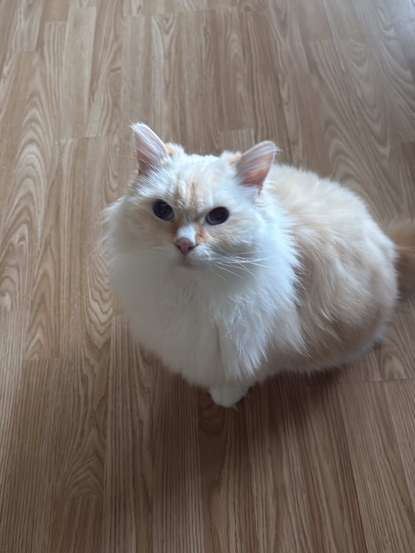 I recently had the pleasure to look after another ragdoll! 
Meet Hercules, the kindest little soul.
Unfortunately Hercules was recently diagnosed with Diabetes type two and requires injections twice a day

He was so good every visit, he enjoyed our c
