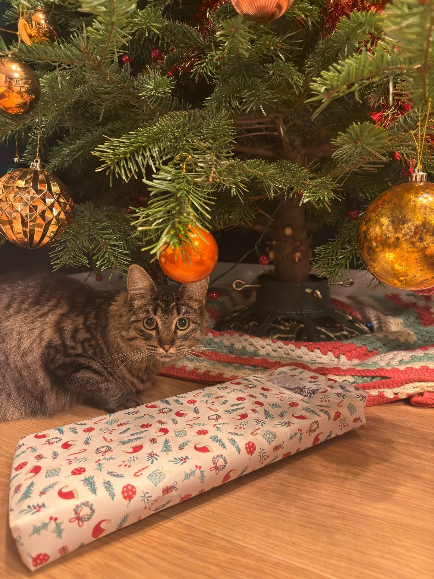 Merry Christmas to all my incredible clients 🎄 

Thank you all from the bottom of my heart for all of your support since I started this business in July.
I never expected to receive so many amazing reviews let alone to meet so many beautiful kitties