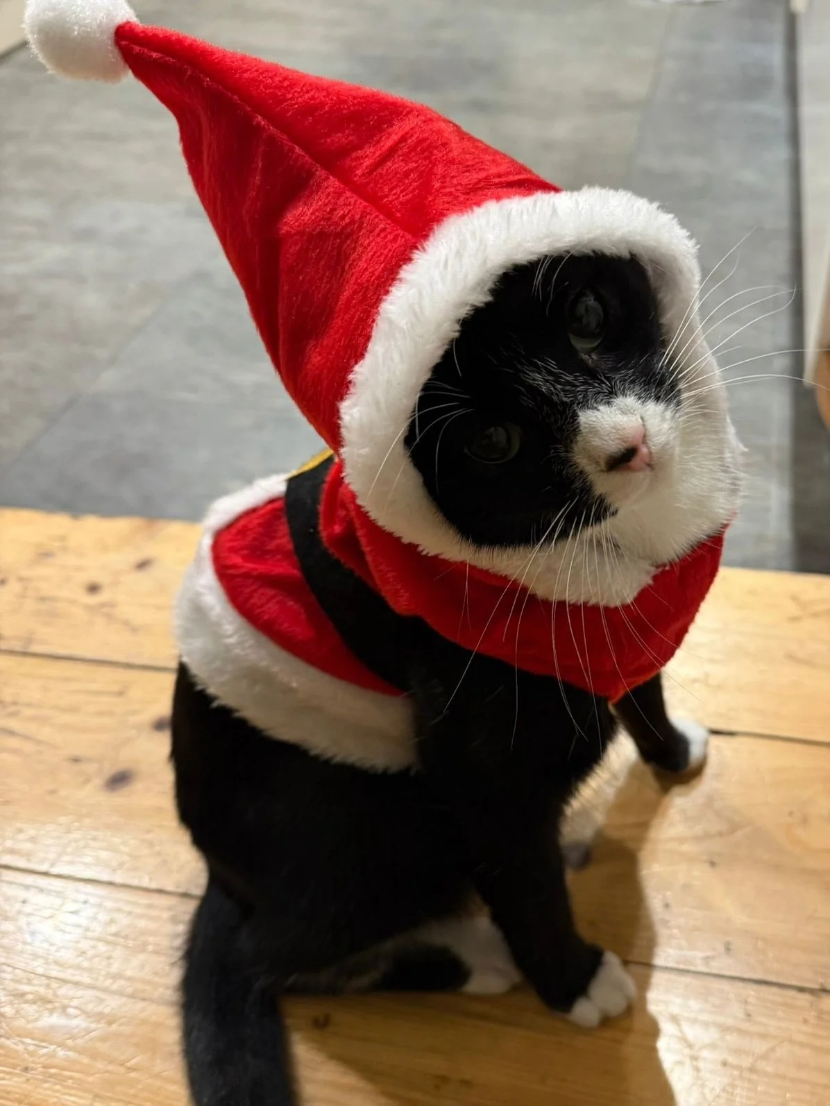 I hope everyone had a lovely Christmas! 
I wanted to share some pictures of my cat sits throughout the festive time plus two gorgeous pictures of Wally and Derek in their Christmas attire 🎄 🎅 

Excited for the new year and to hopefully meet so many