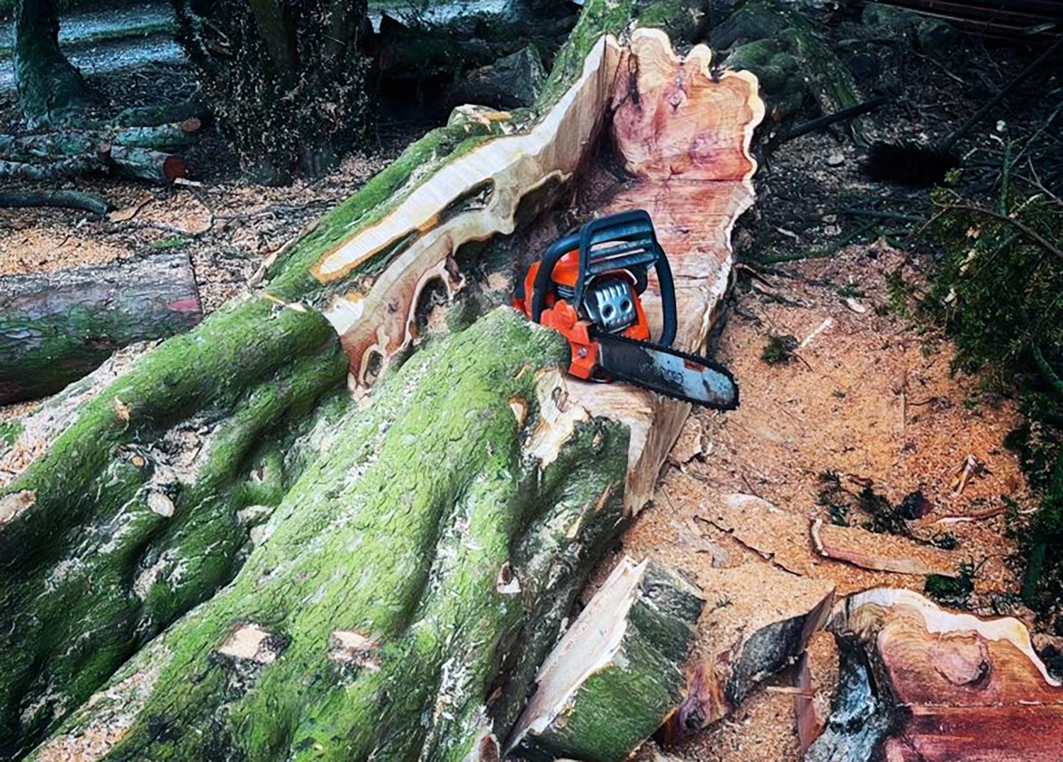 timber-02.jpg