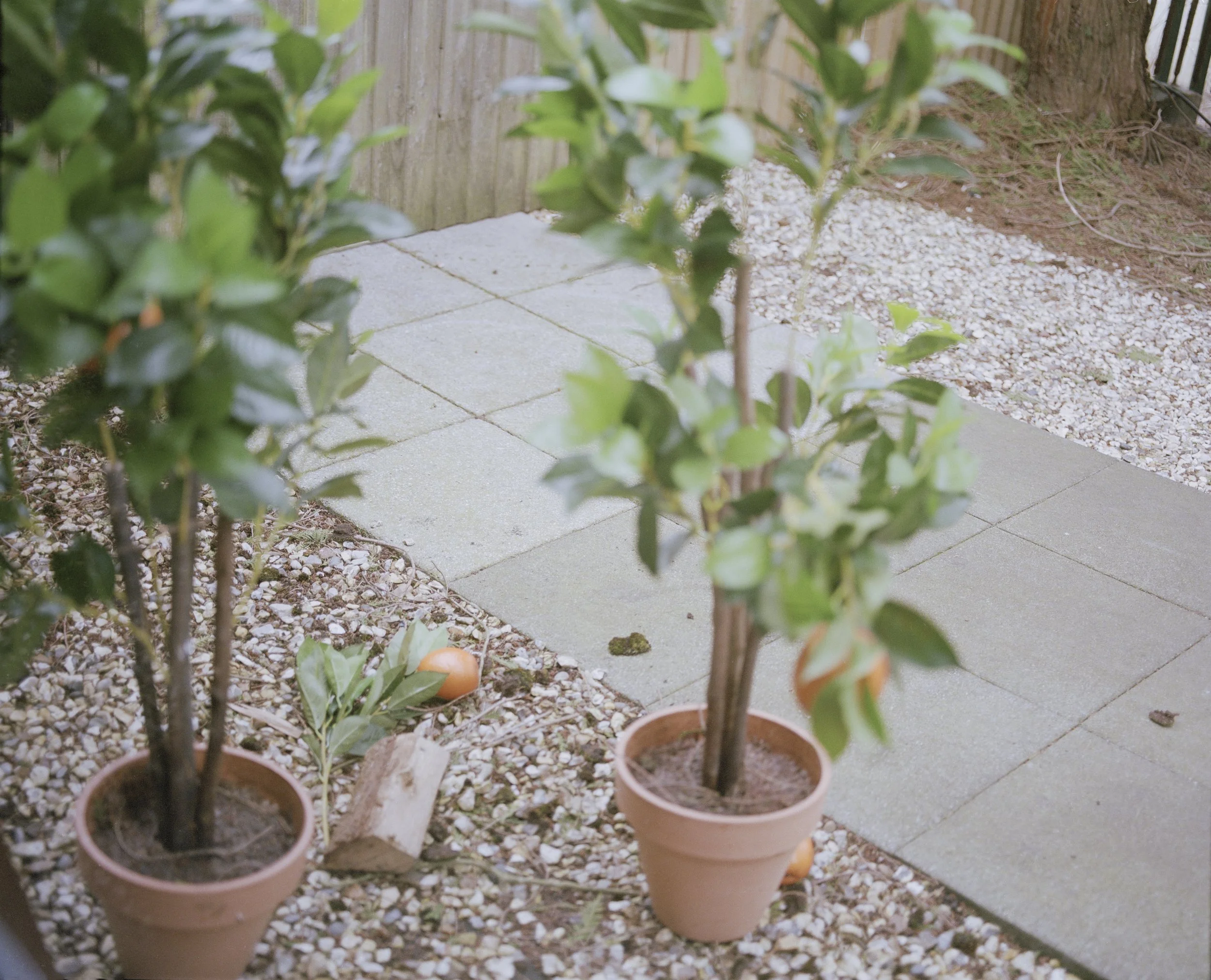 Two potted orange trees on a garden patio with gray tiles and gravel ground, near a wooden fence.