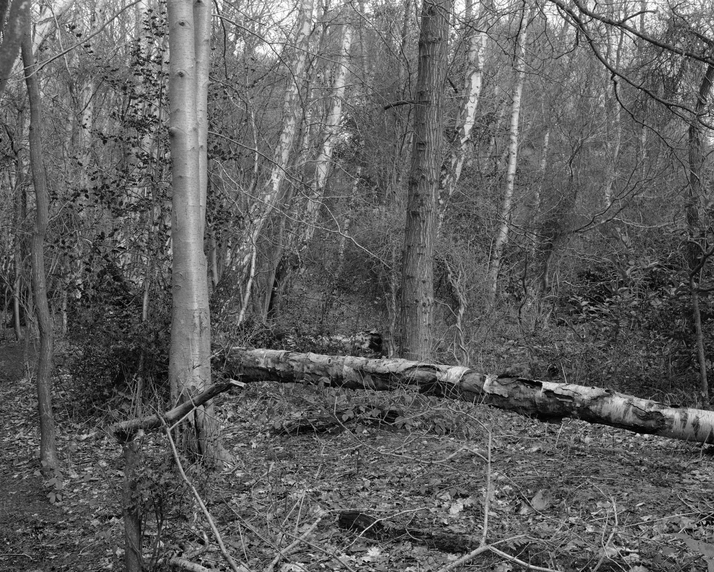 A black and white photo of a forest scene with trees and fallen branches on the ground.