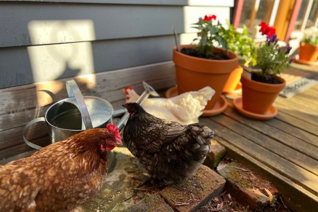 Two chickens, one brown and one black with lacy feathers, on a wooden deck near potted flowers and gardening tools under sunlight.