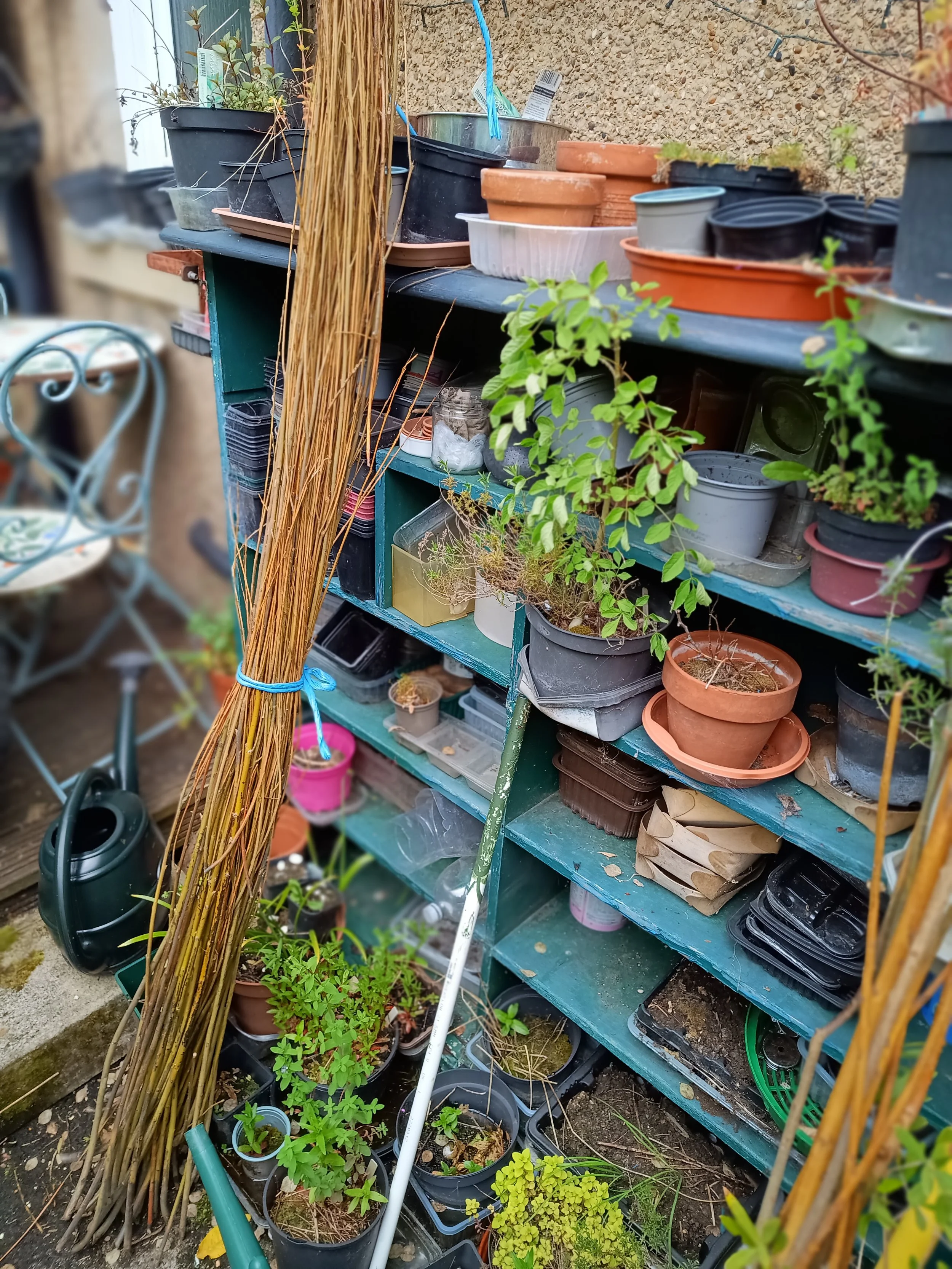 Item 8: Bundles of willow (dried needs to be re soaked in a bath tub for 5 days) for weaving. Each bundle contains  60 rods a mixture of 4' to 5' long £10 per bundle
