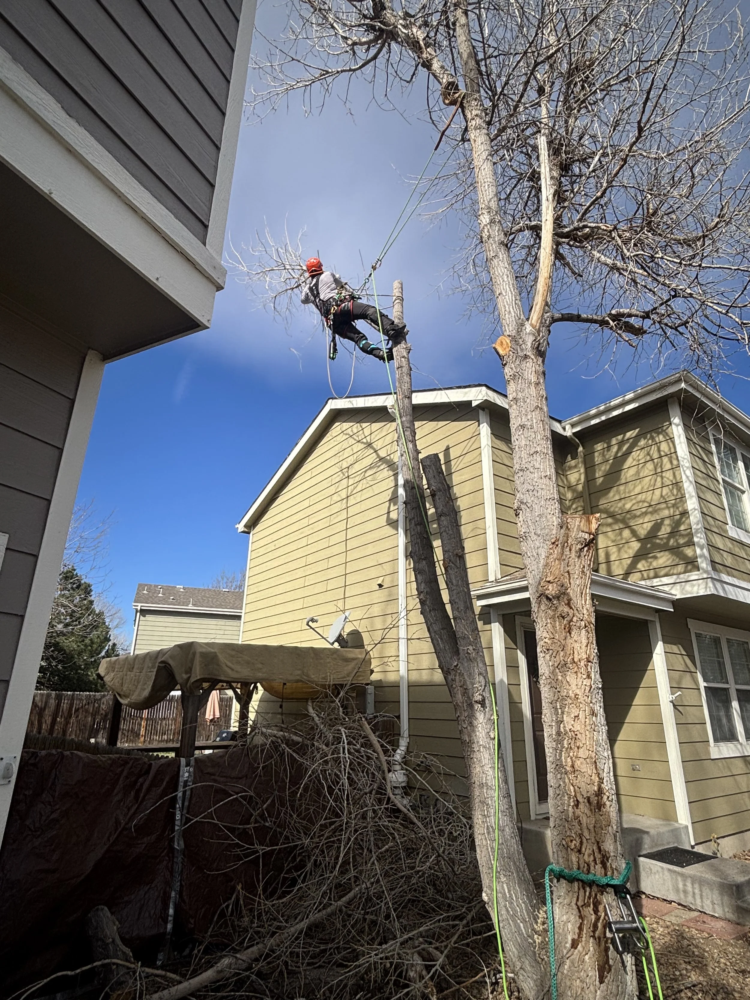 Tree removal in Denver