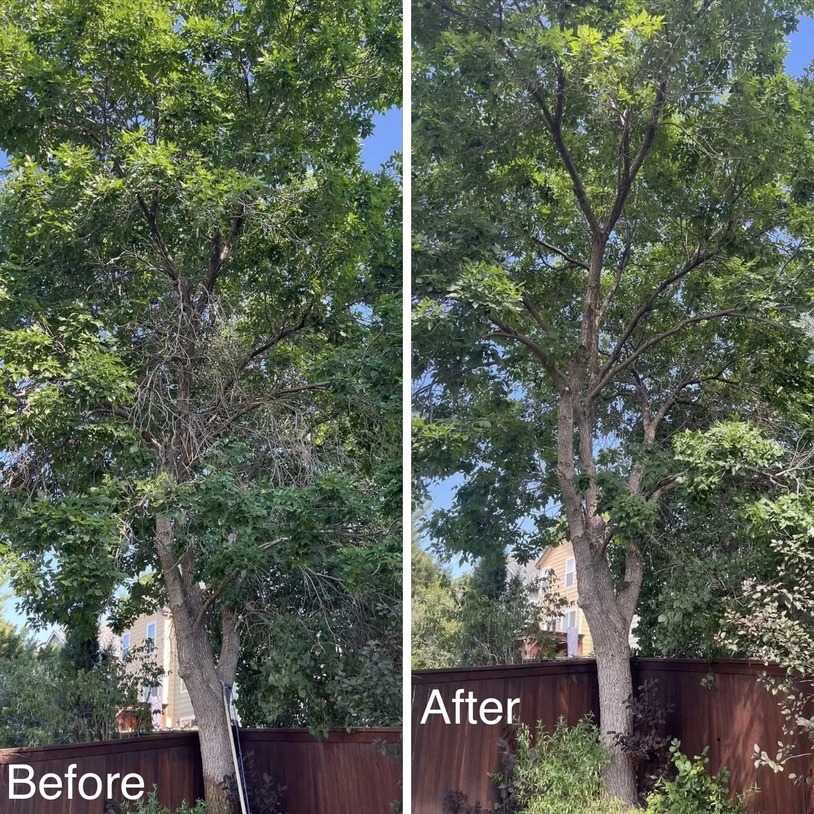 Before and after images of a tall tree with green leaves in a backyard, showing tree trimming or pruning results with a wooden fence and house in the background.