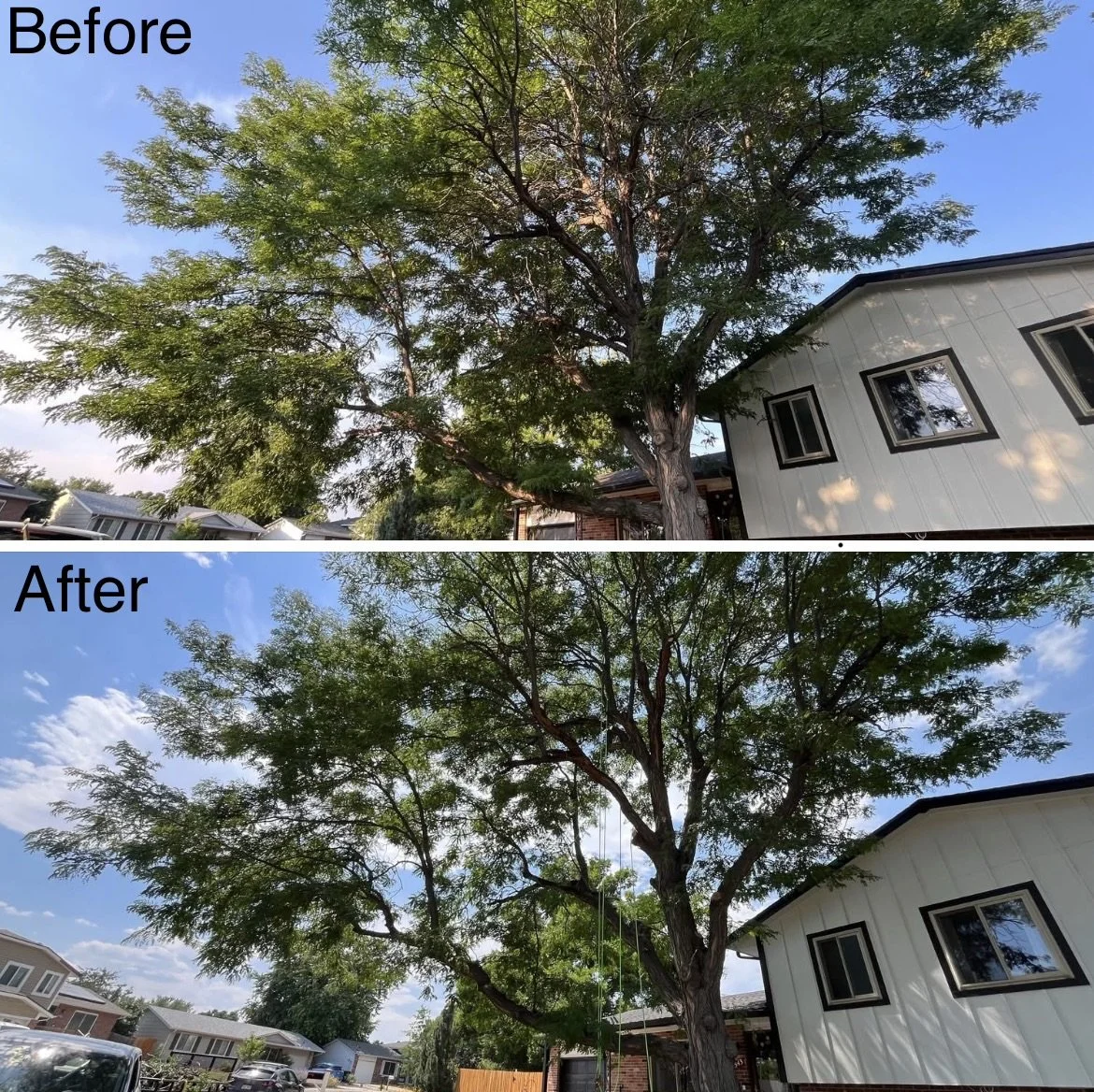 Comparison of a large tree before and after pruning or trimming in a residential neighborhood, with houses and a blue sky in the background.