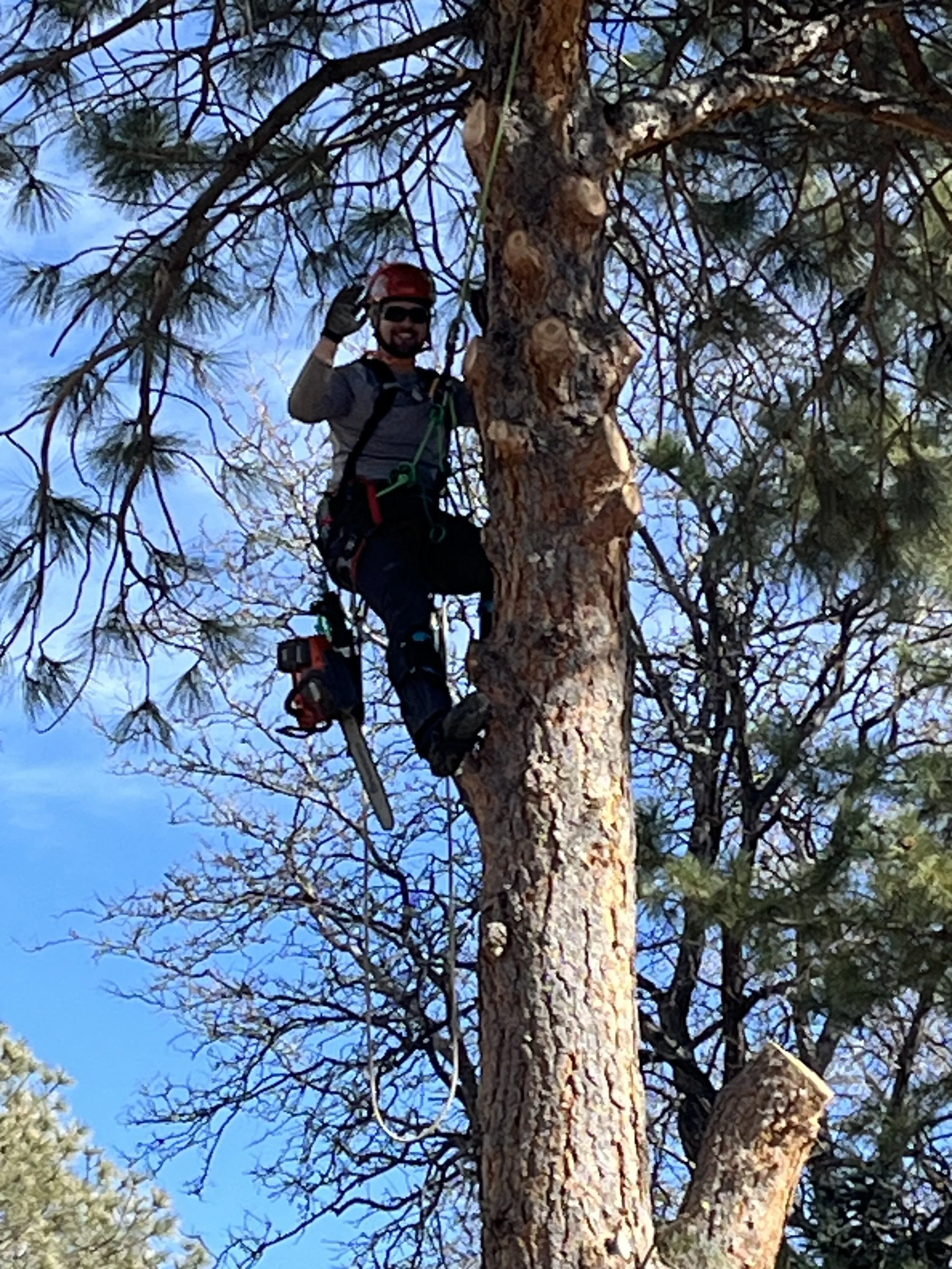 Pine removal in Highlands Ranch