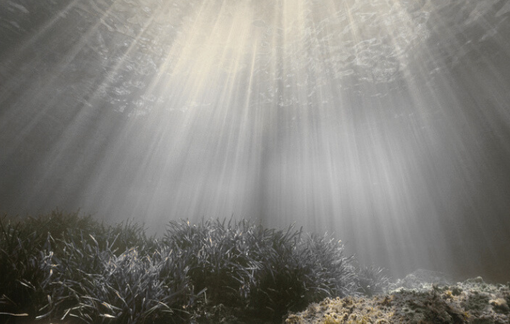 Lumière du soleil filtrant à travers l'eau dans un environnement sous-marin avec des plantes aquatiques au fond.