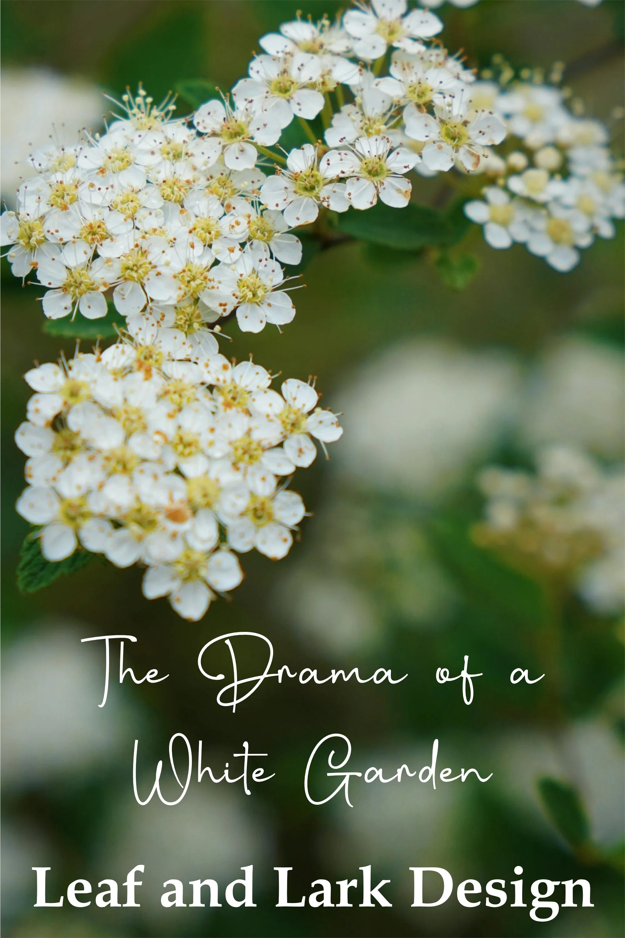 The Drama of a White Garden
